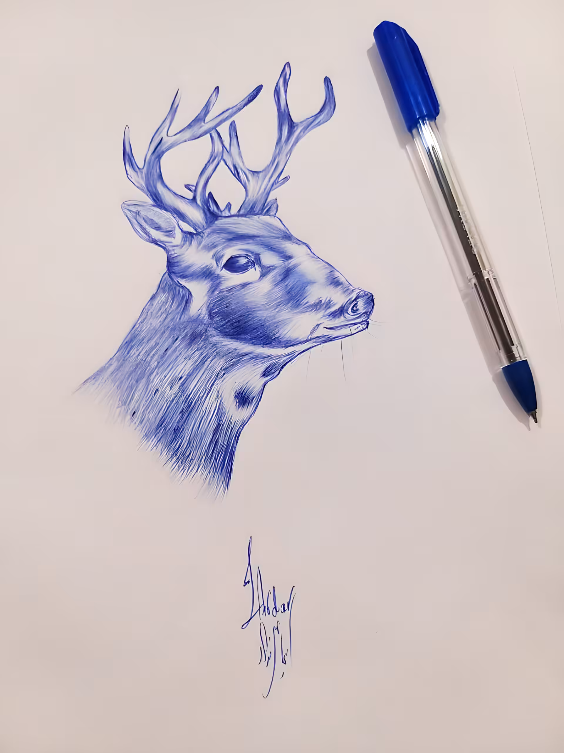 Stag