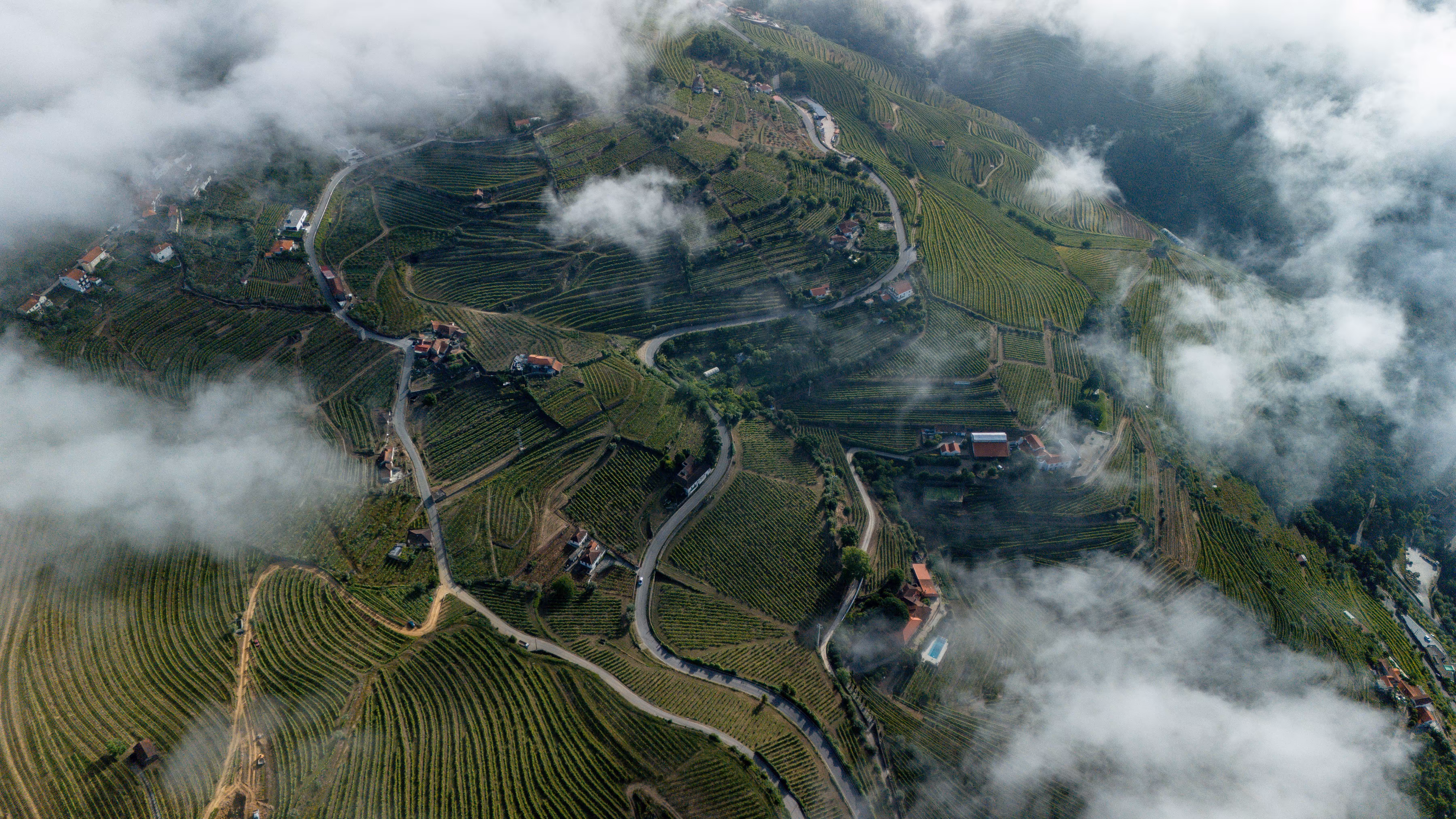 Above the Vines