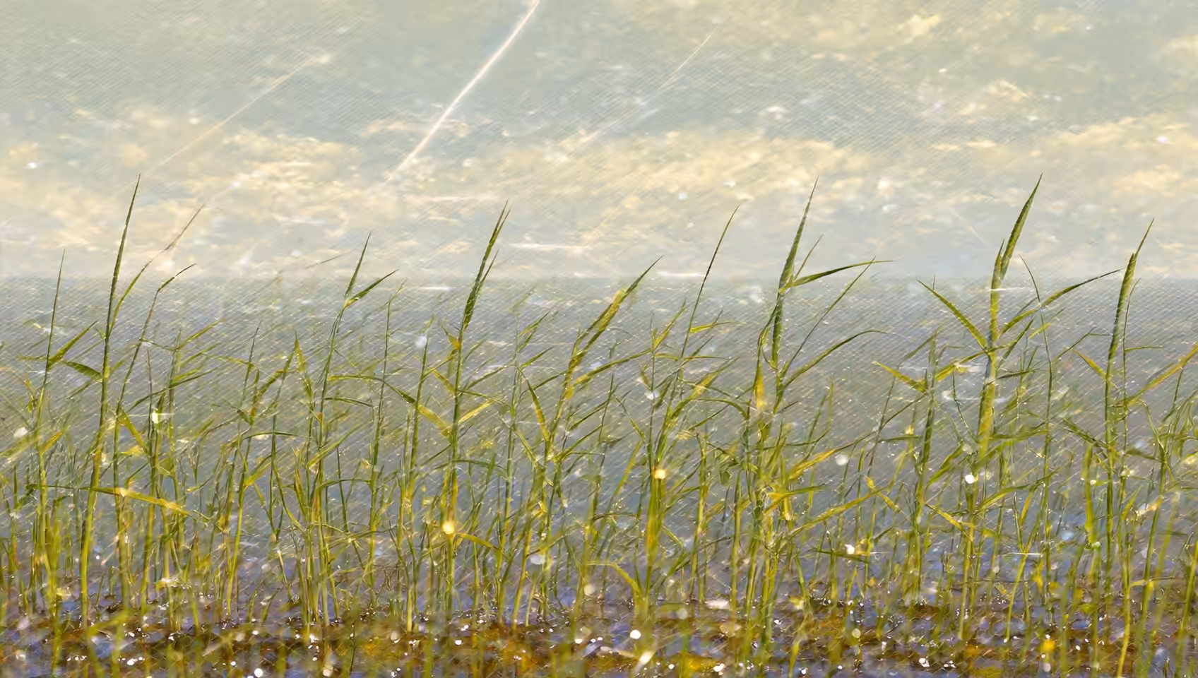 Impressionism Spring: Spring impressionism (18)