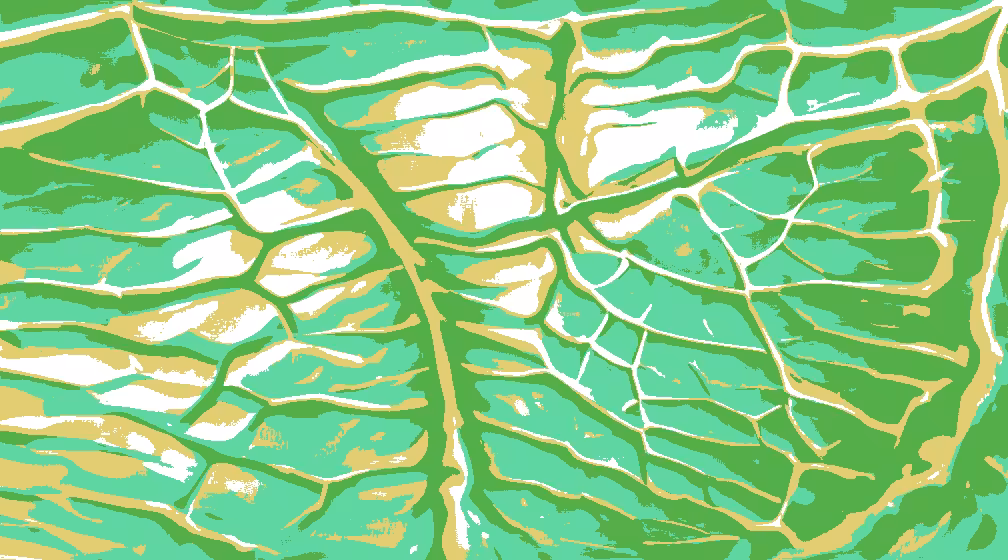 the veins of a leaf