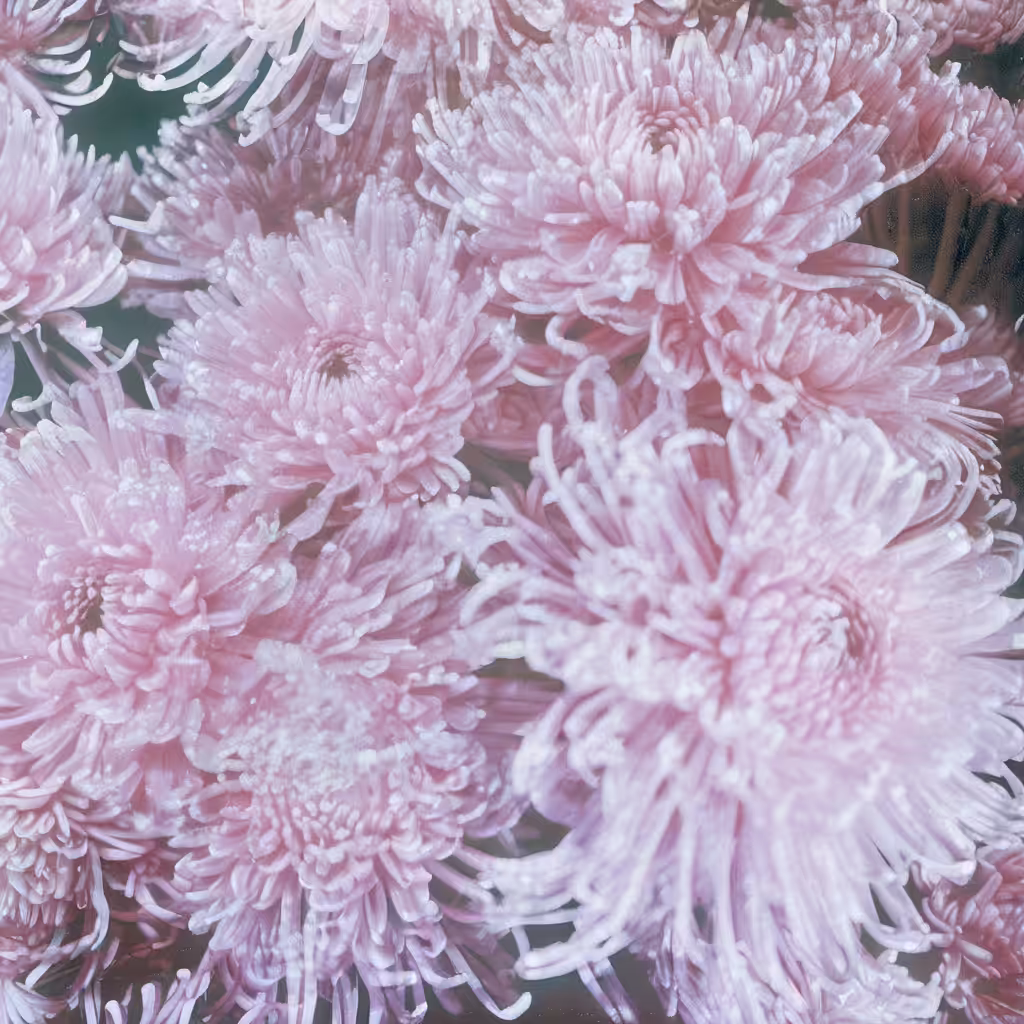 Bloom #29