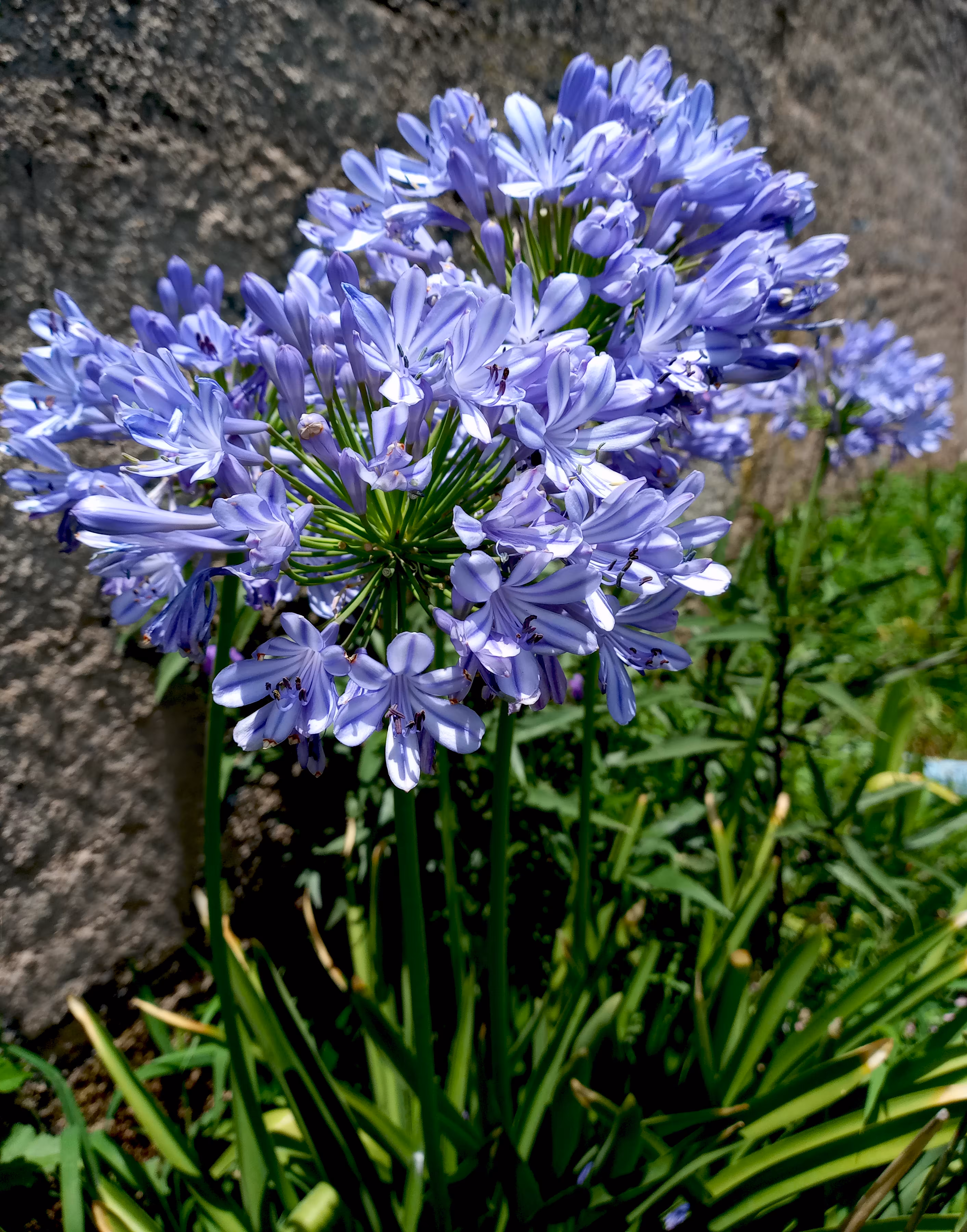 Flora