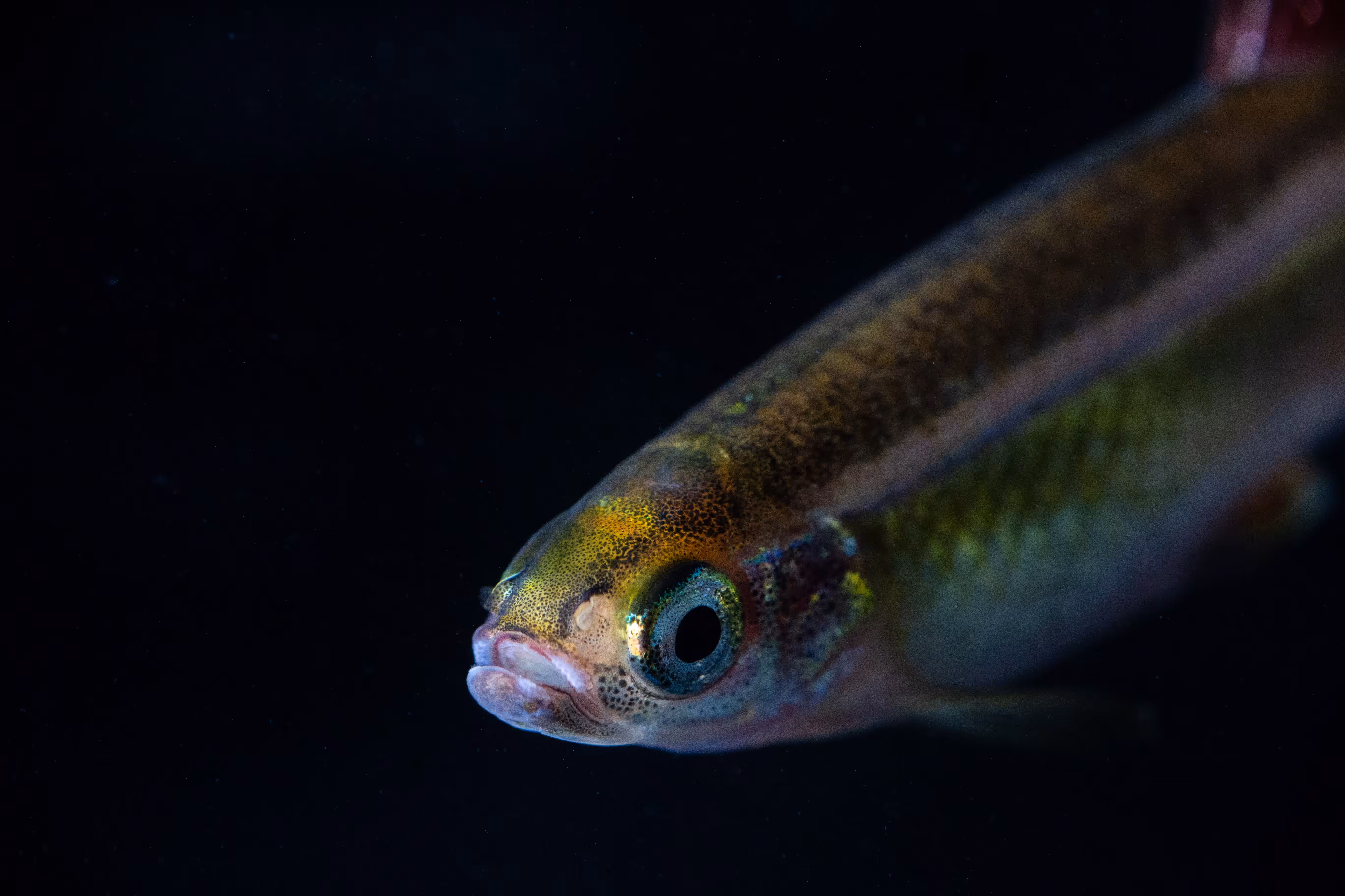 Minnow II