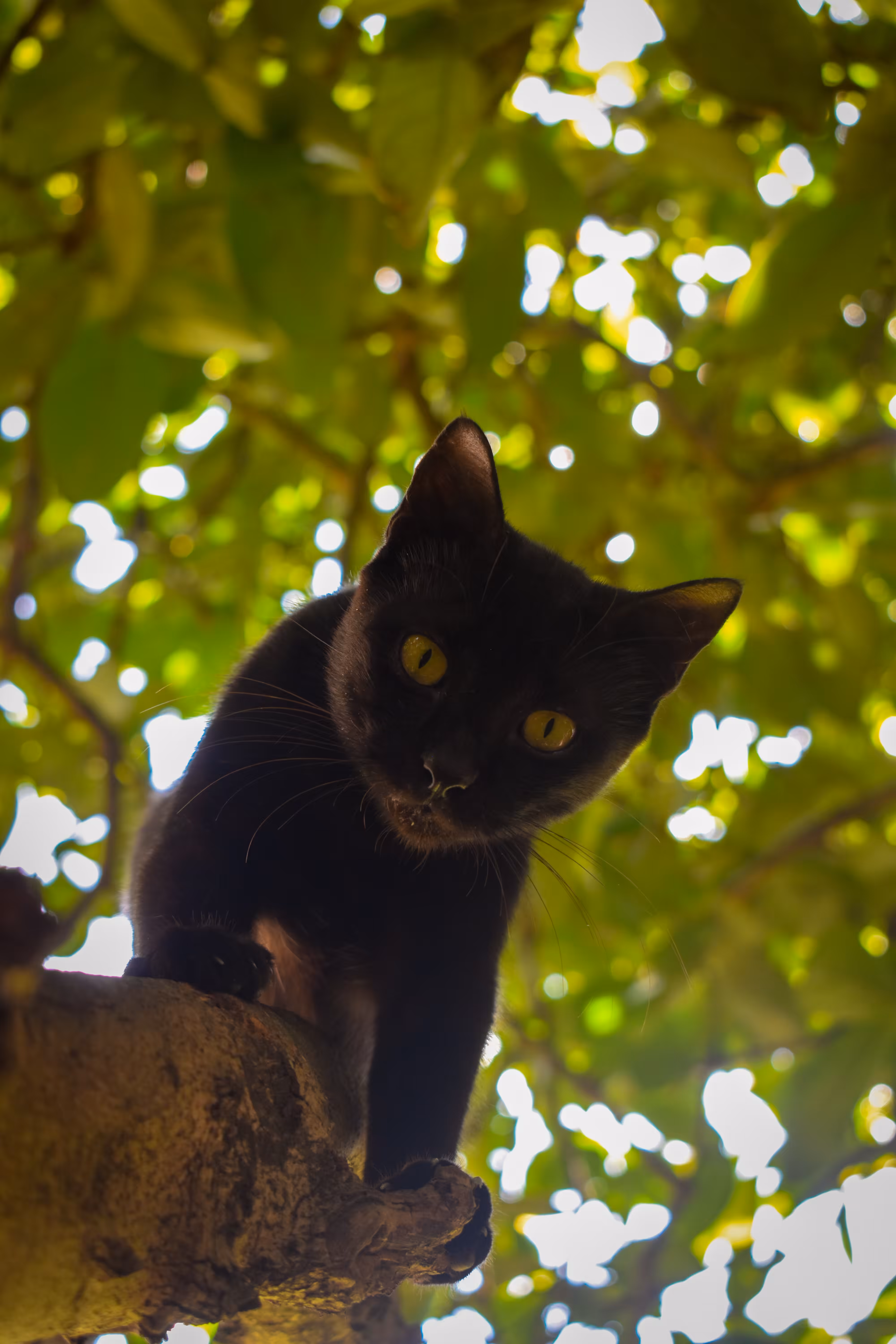 Black Panther 