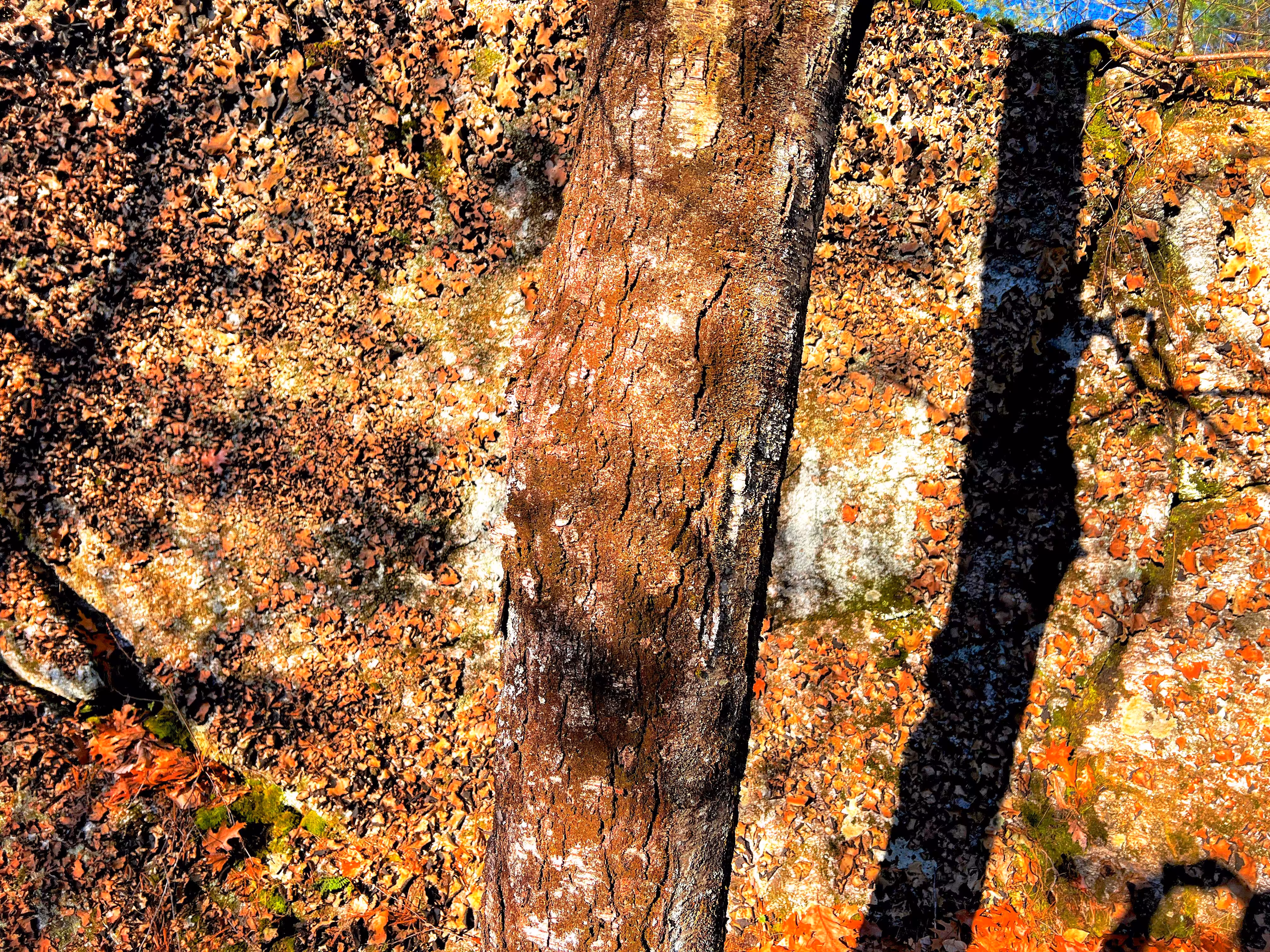 From Our Walk #7