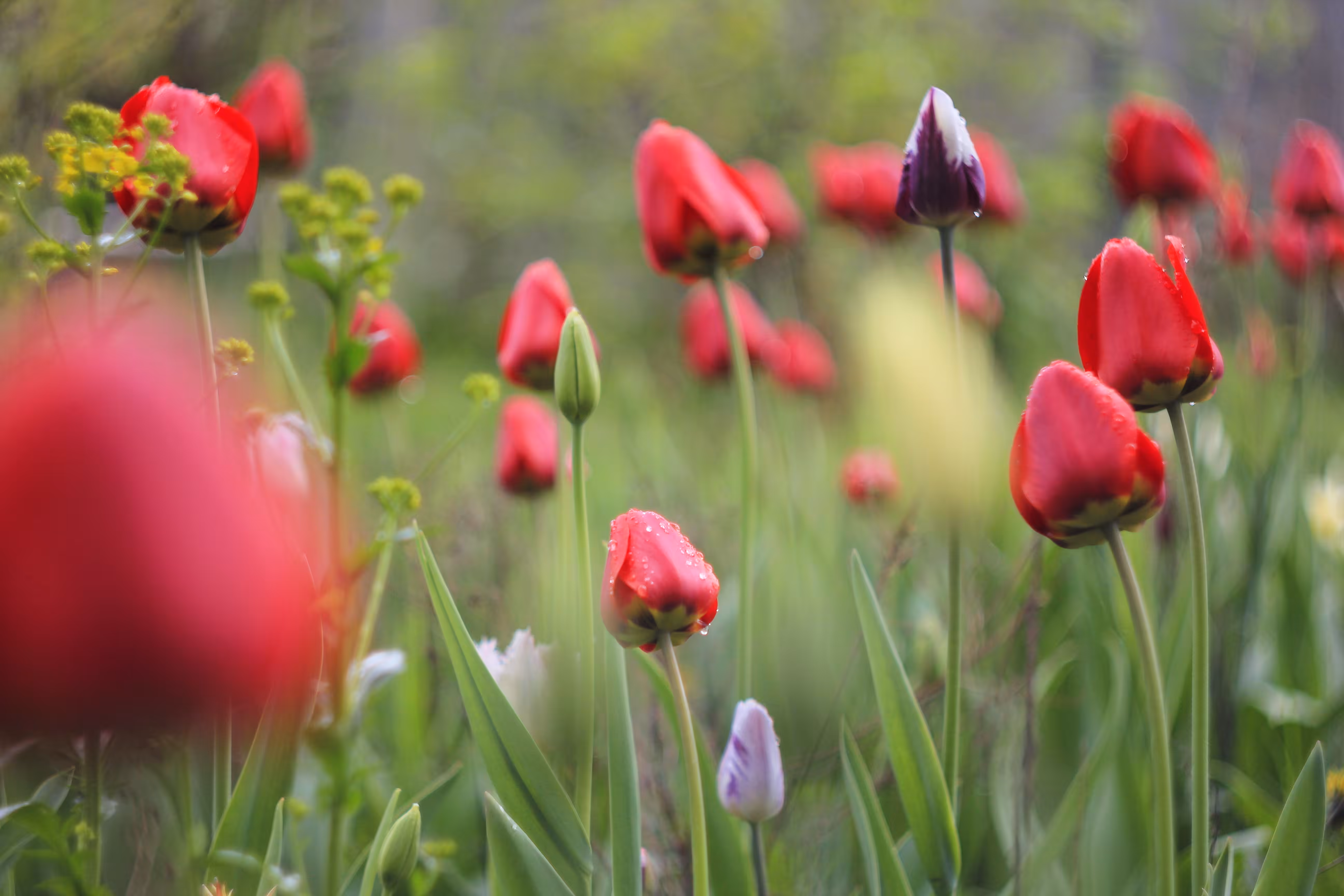 Tulips
