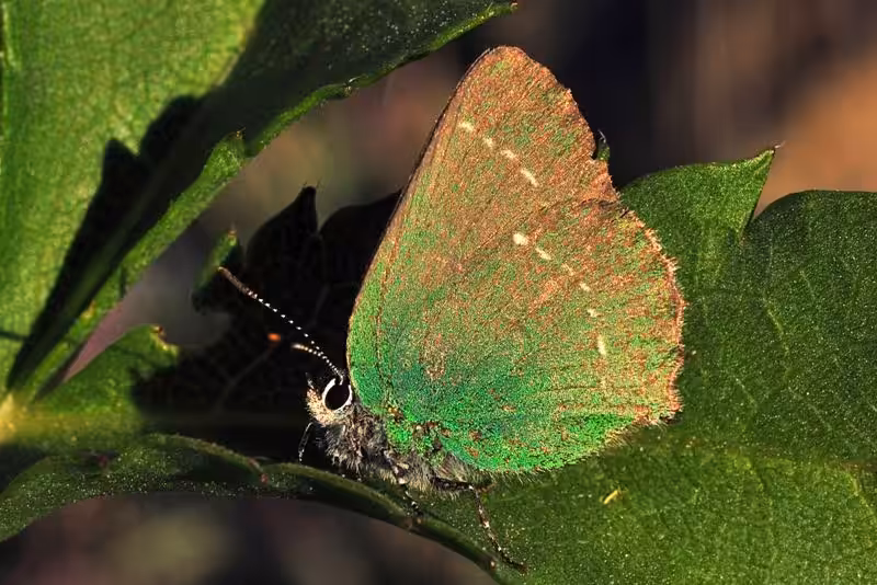 Emerald Whisper