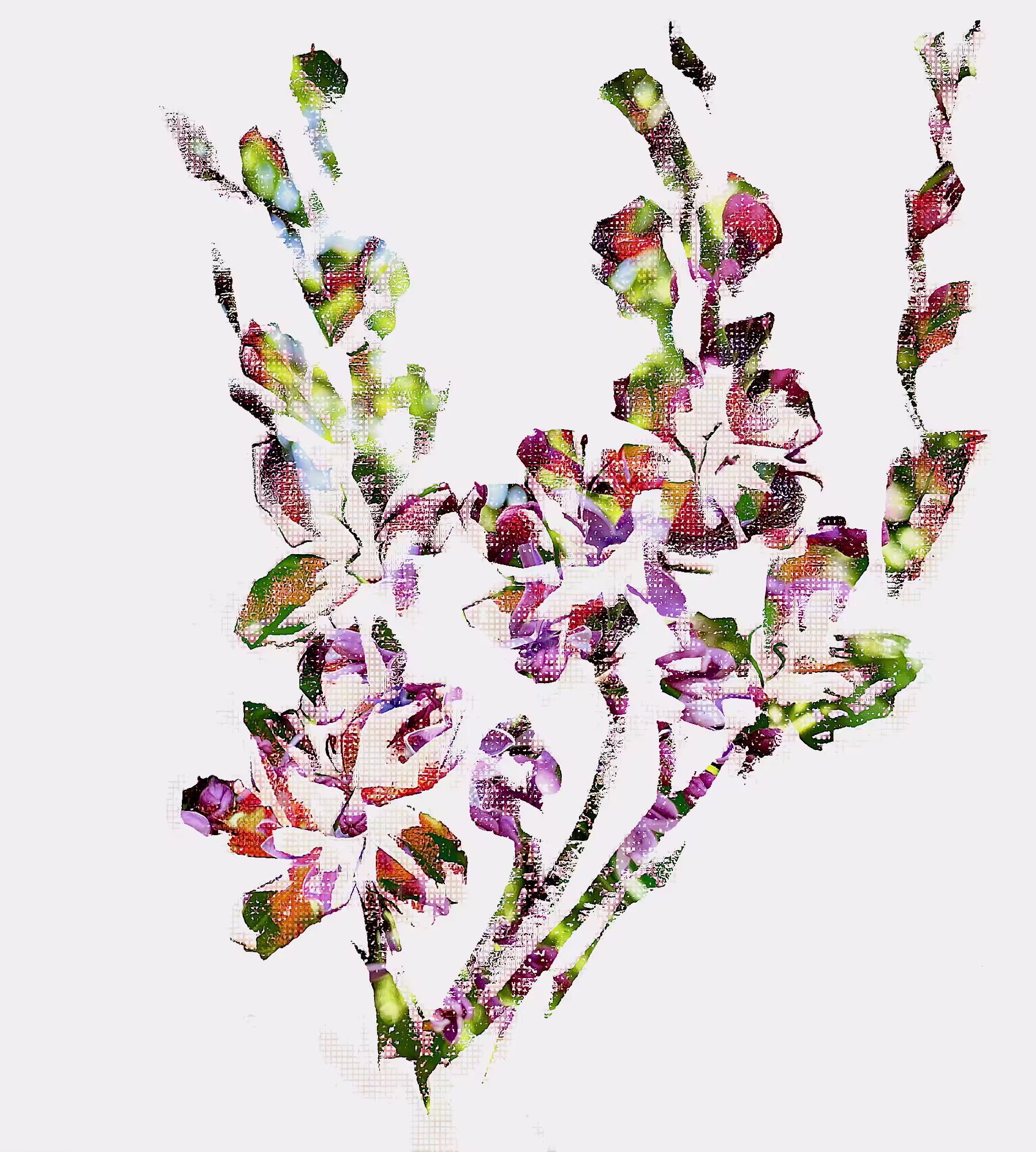 Holy Gladioli: Drawing Flowers from Nature with Pastel, Python, GANs, Grids and Light