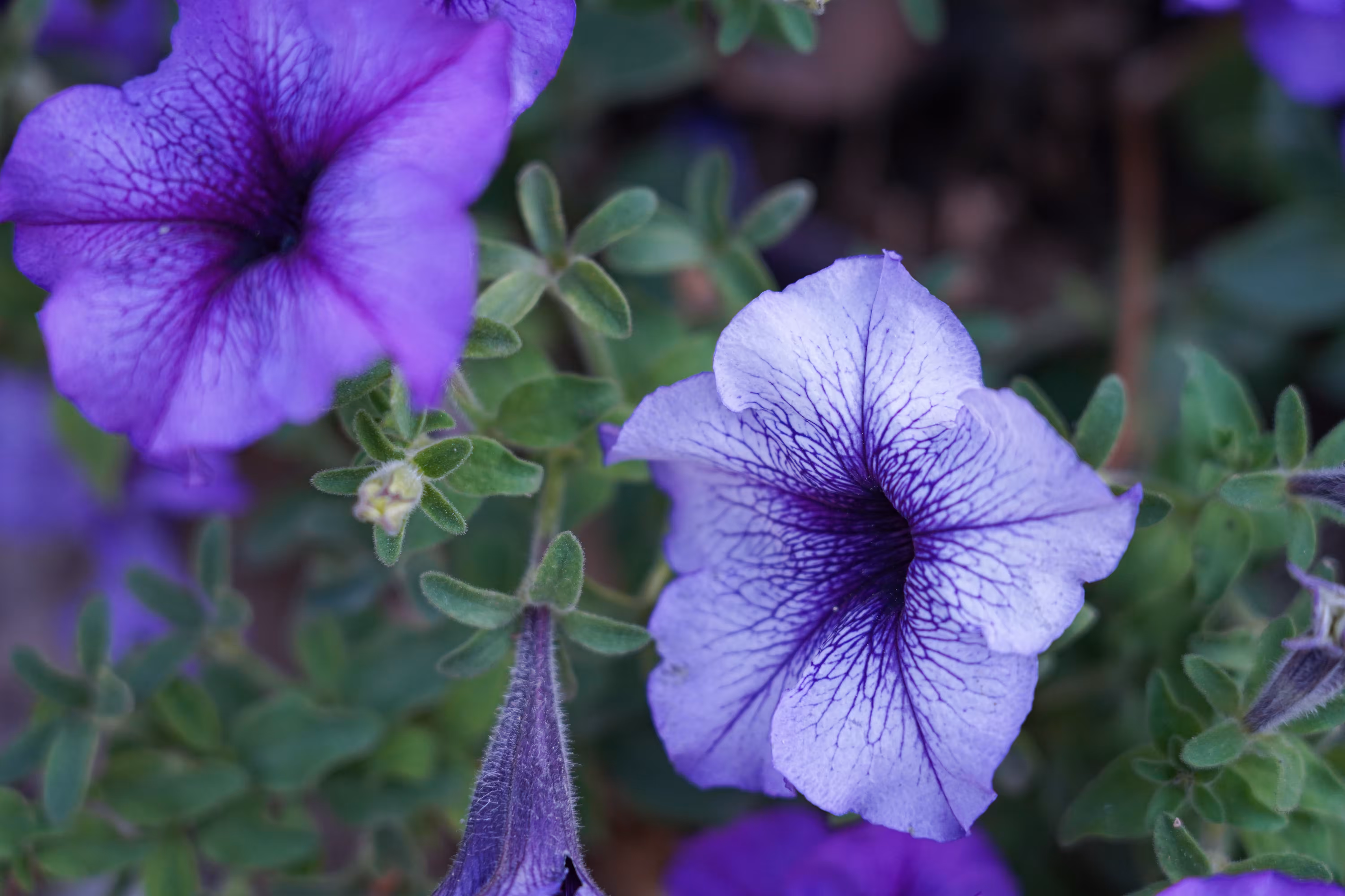 flowers: Purple Whisper