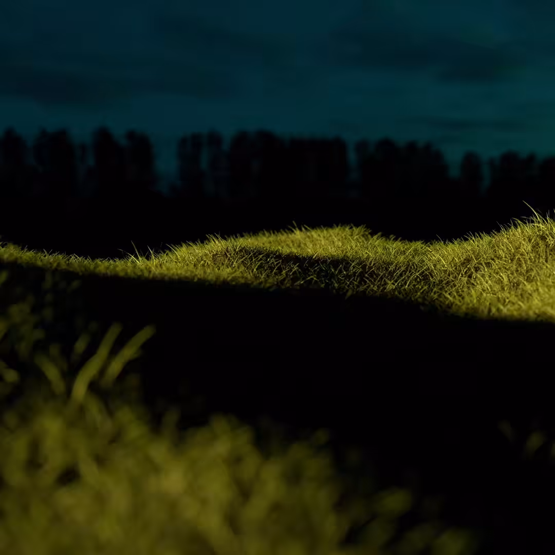 Night Lawn