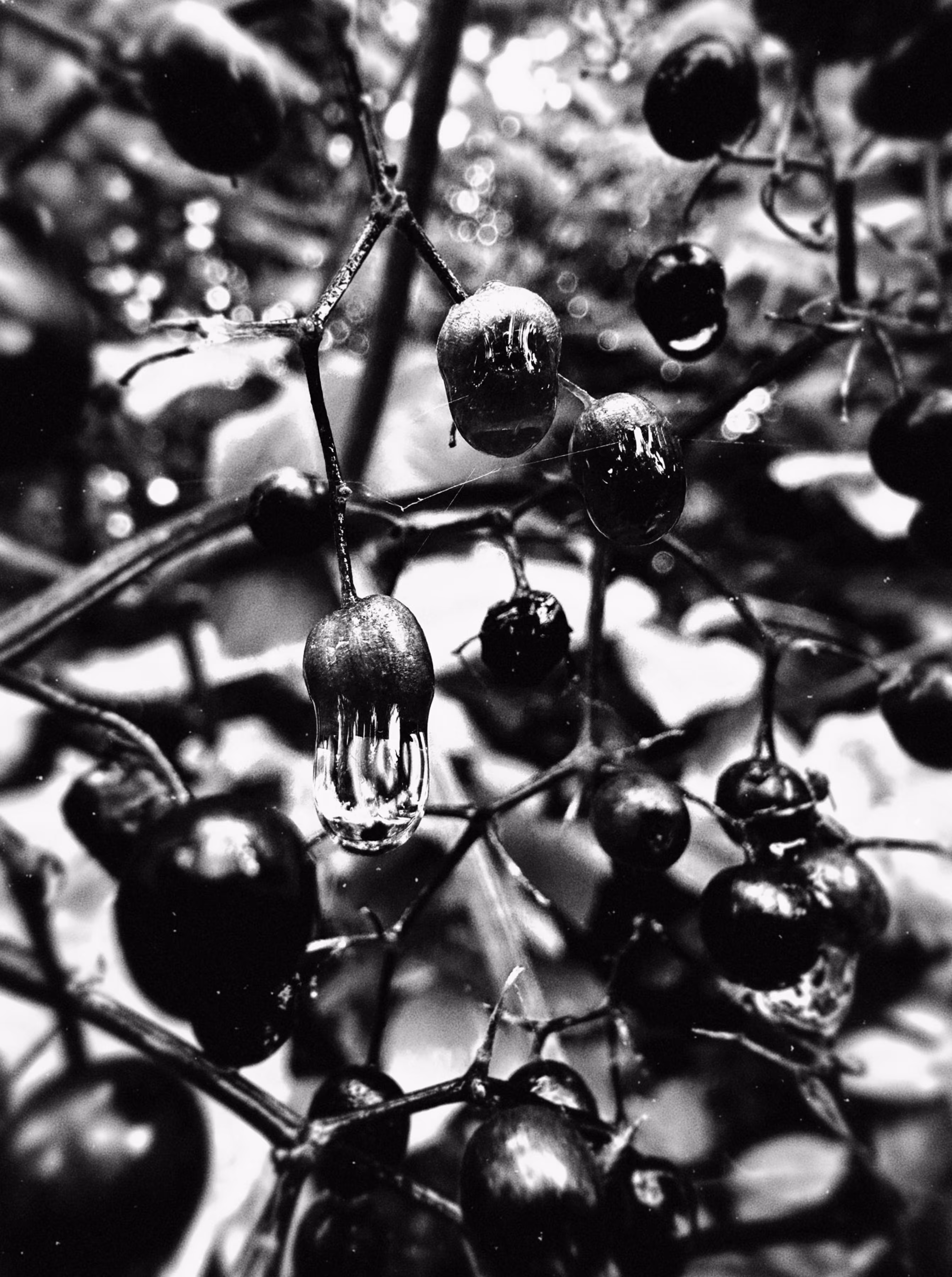 • mirror of rain •
