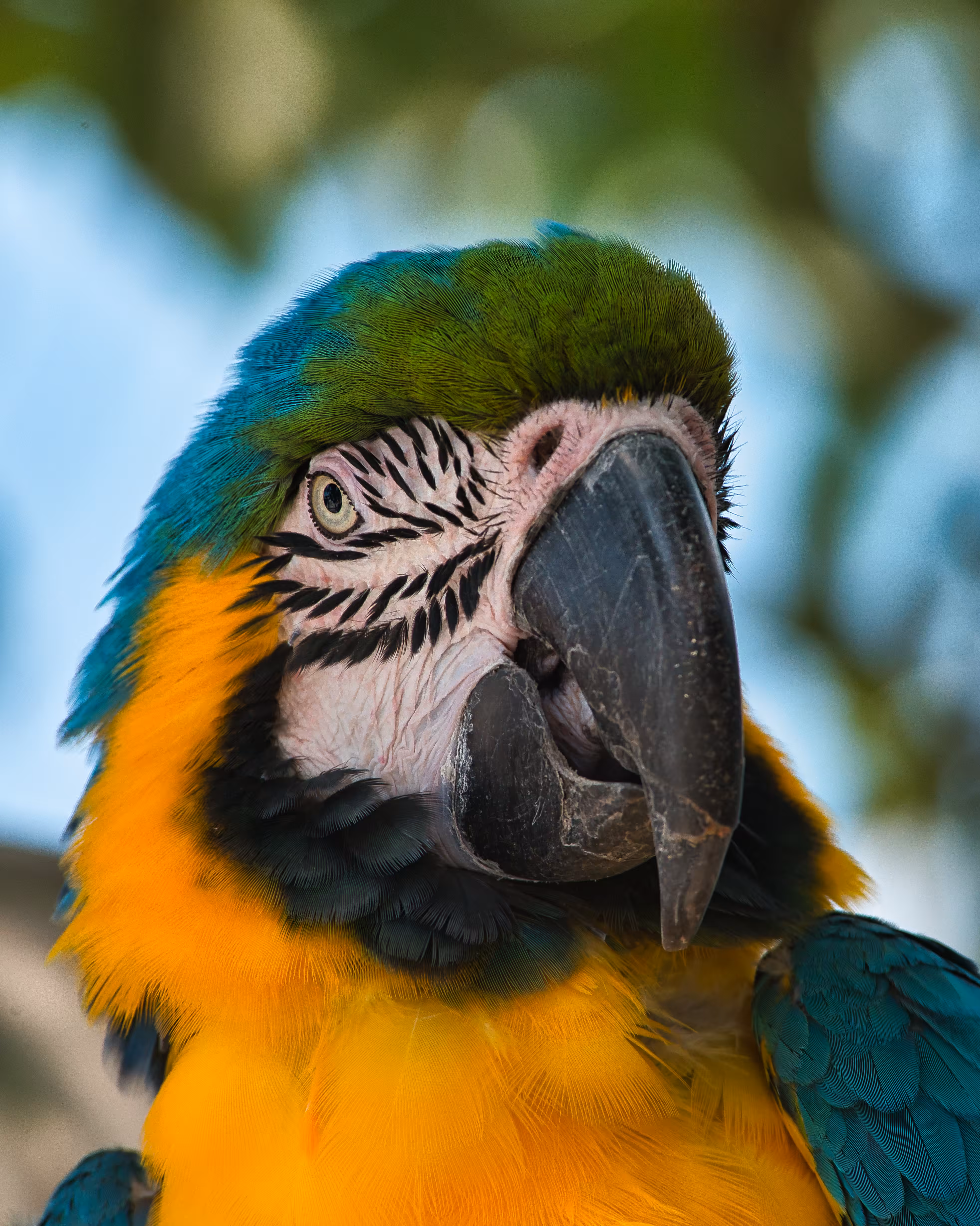 Pretty Bird