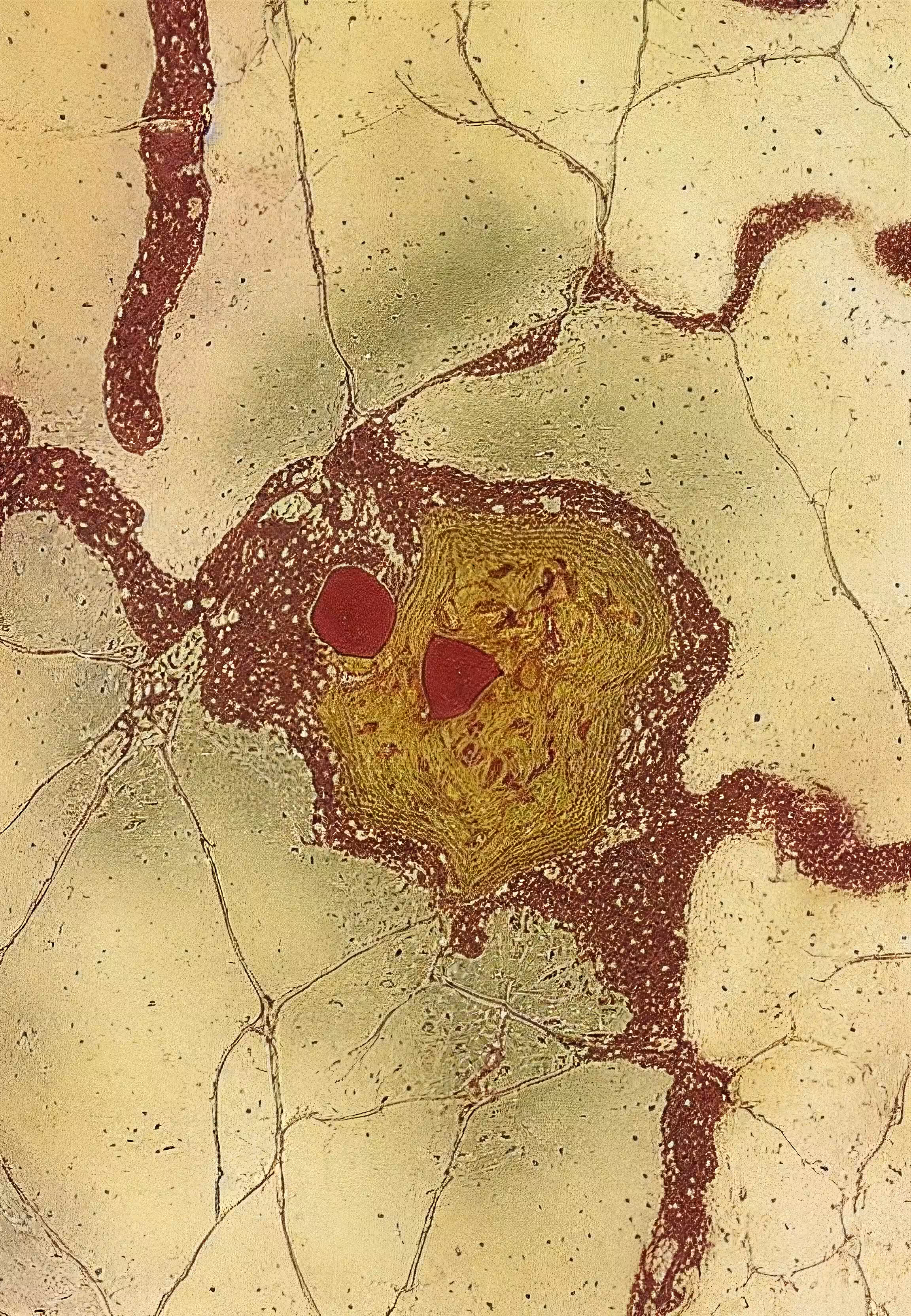 In Vivo, In Vitro, In Silico: Histologia In Silico #182