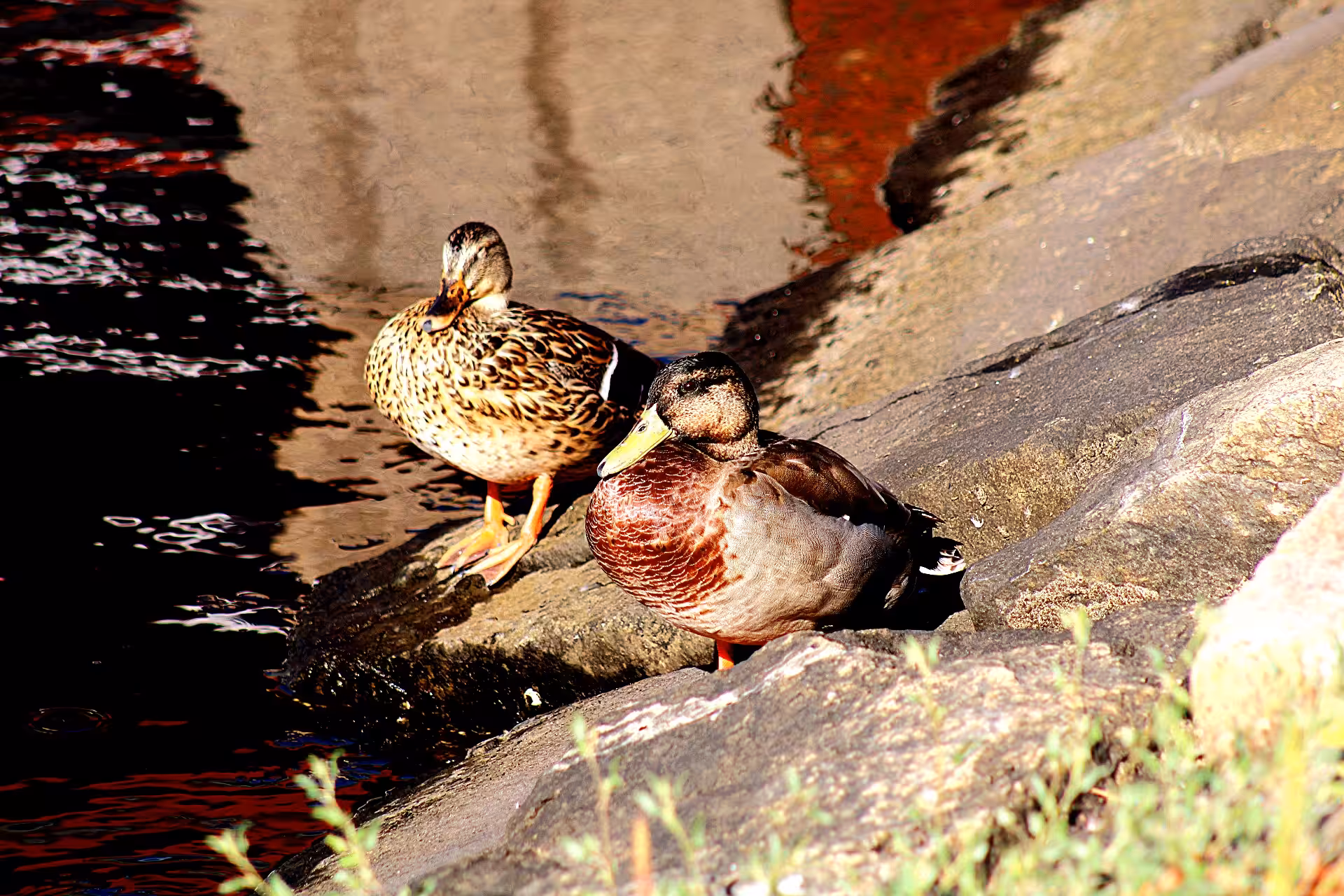 Duck That