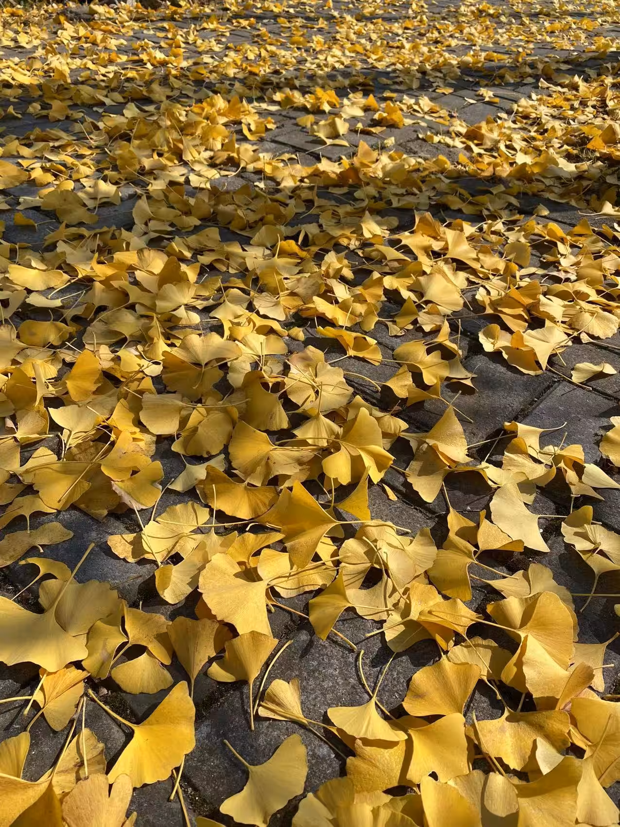 Leaves
