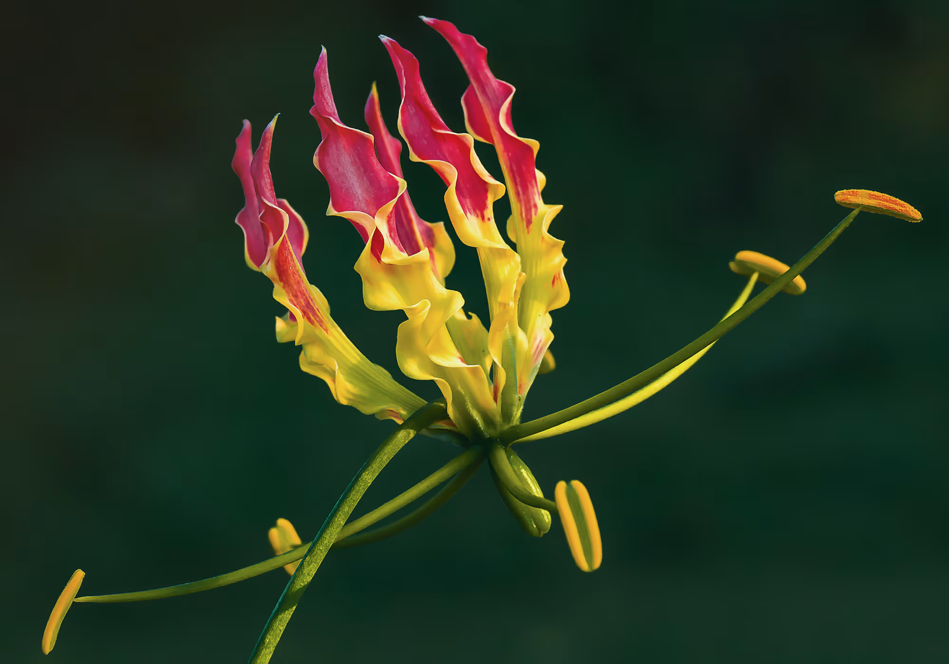 Flame Lily