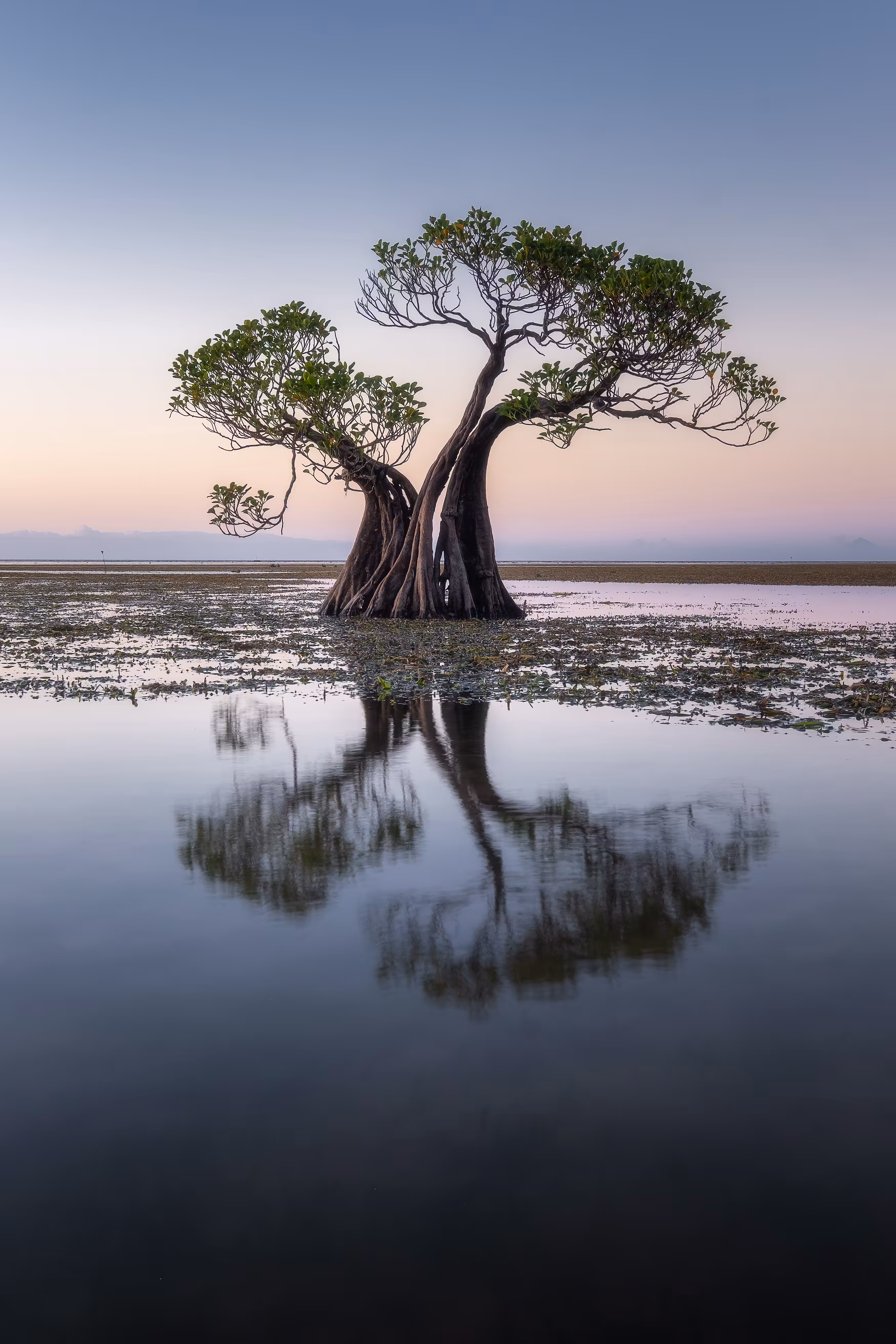 'Dancing Trees - The Siblings'