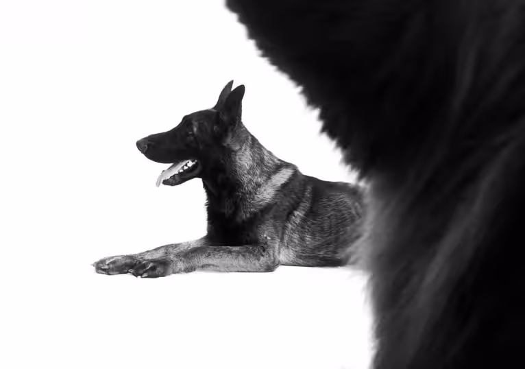 Dog style inside