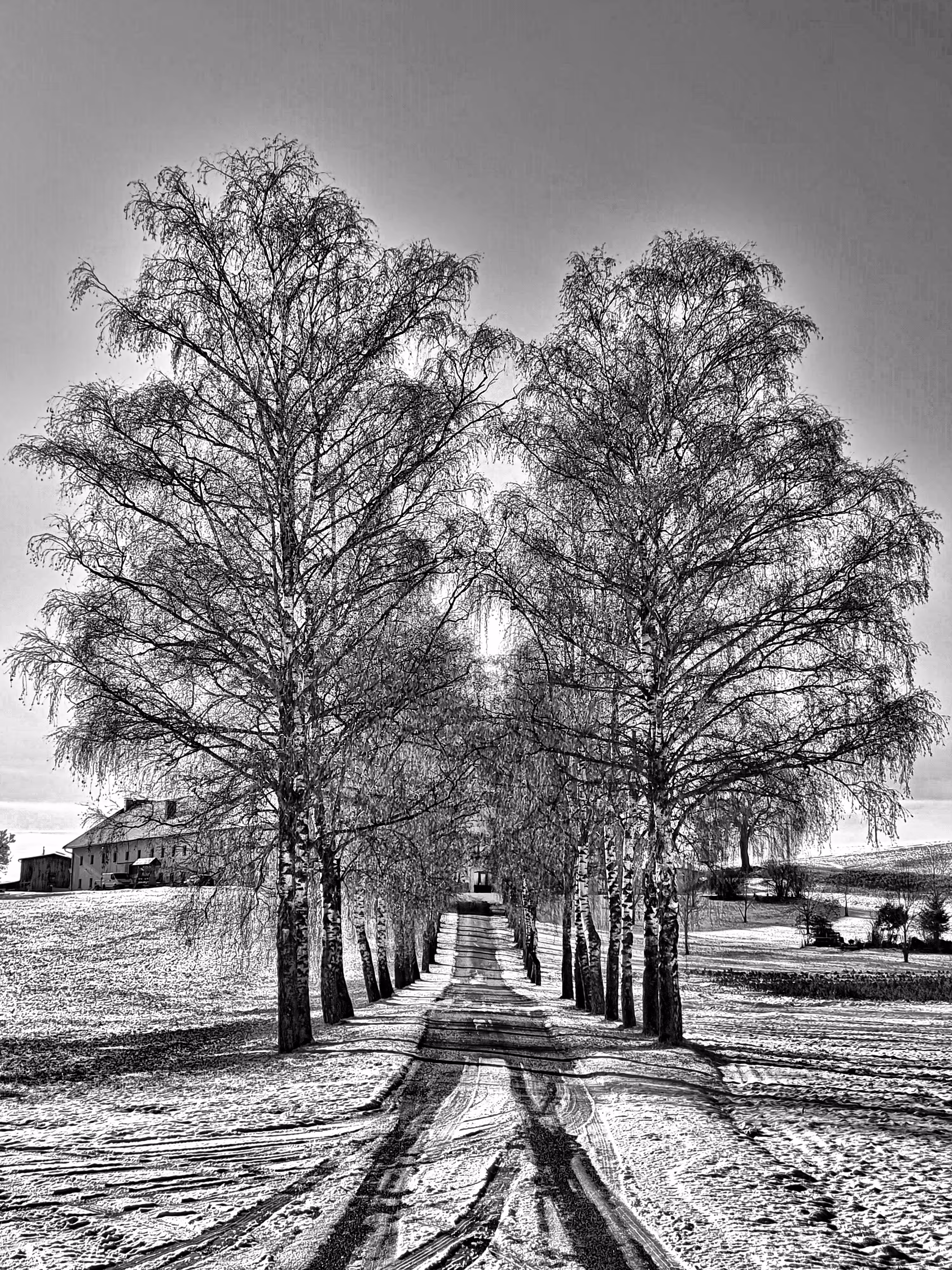 Avenue to the farmer's house in Winter Black and White Edition
