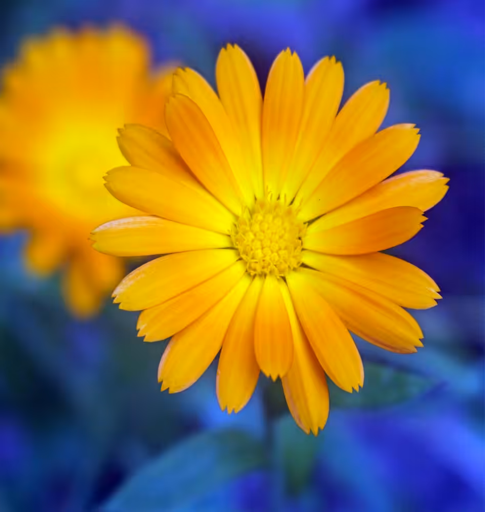 Transvaal Daisy