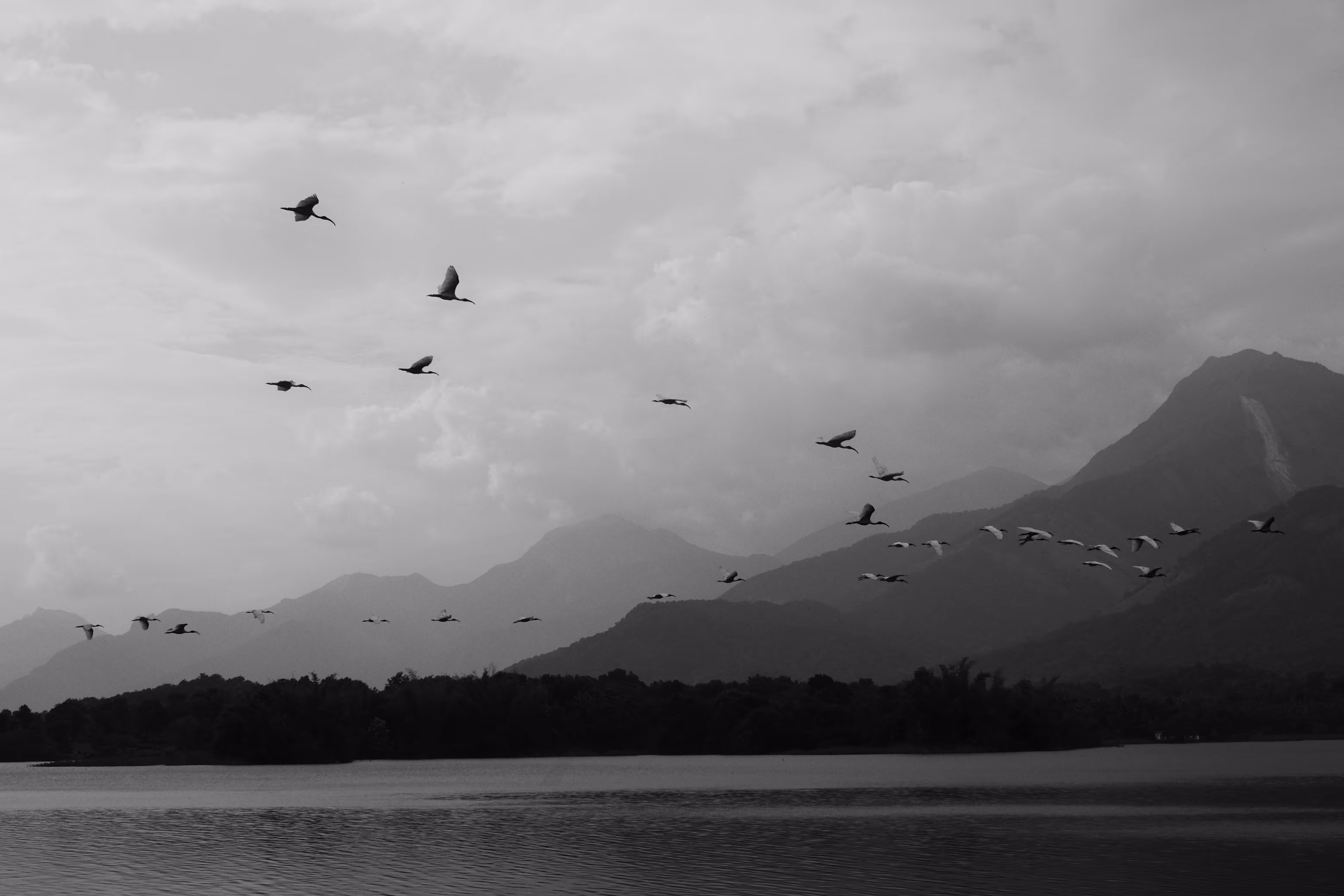 A flock of harmony