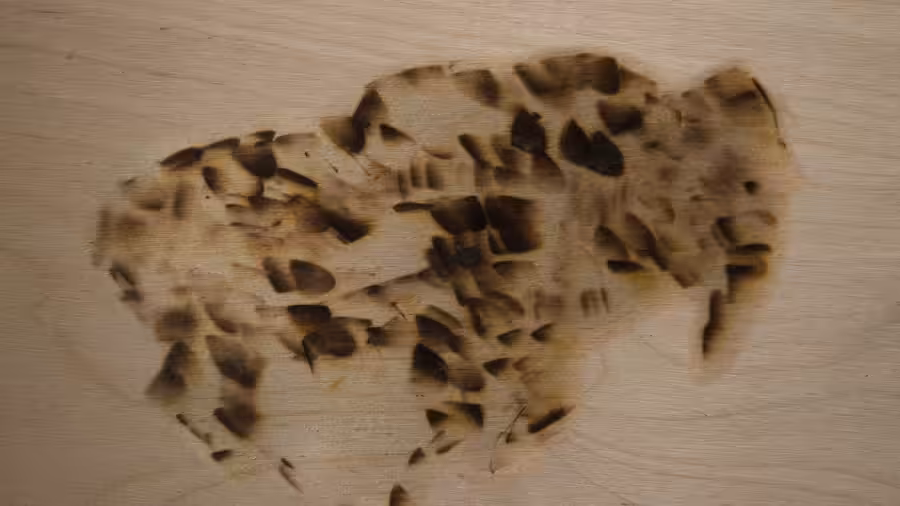Muybridge Bison on Wood Panels