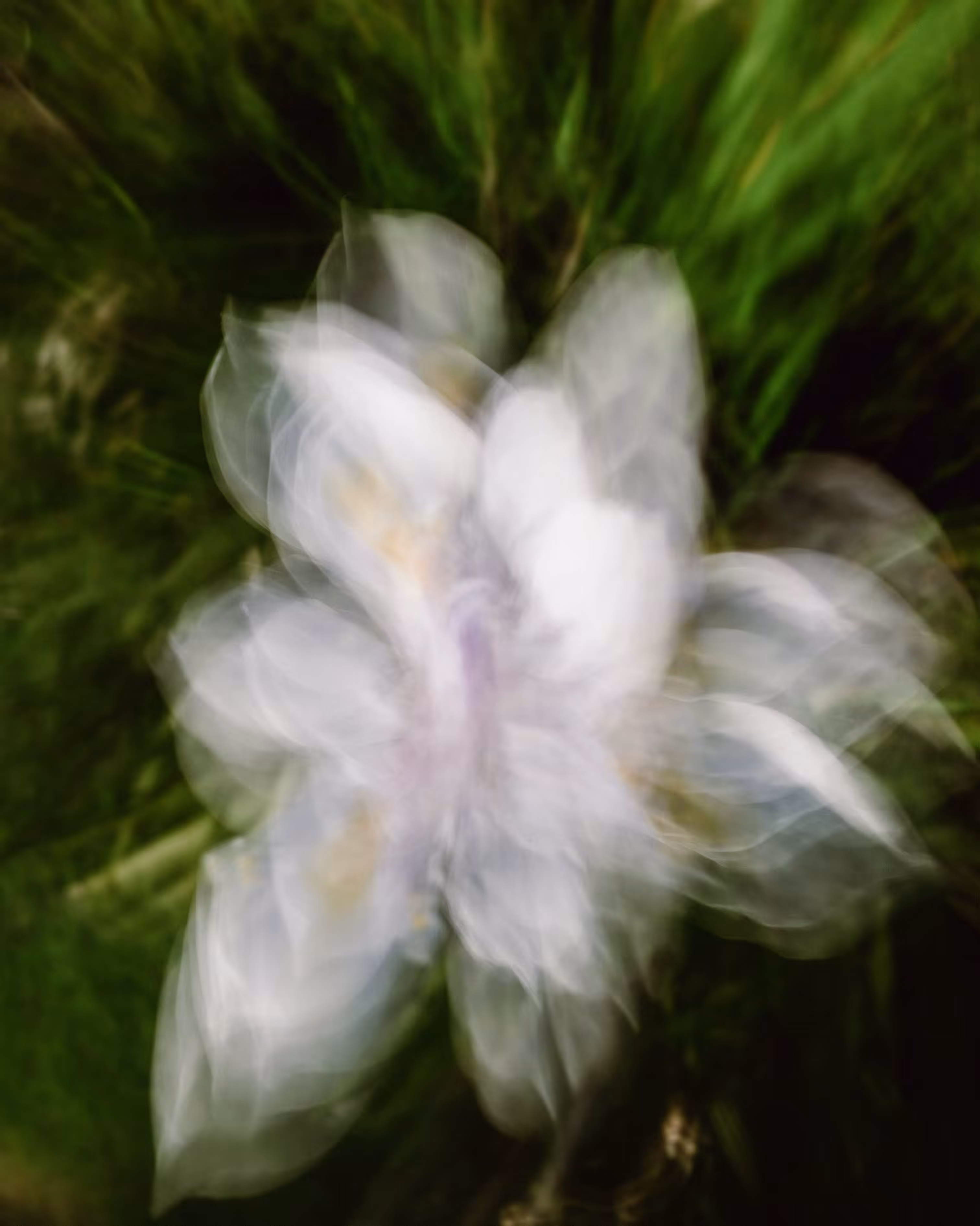 White Flower