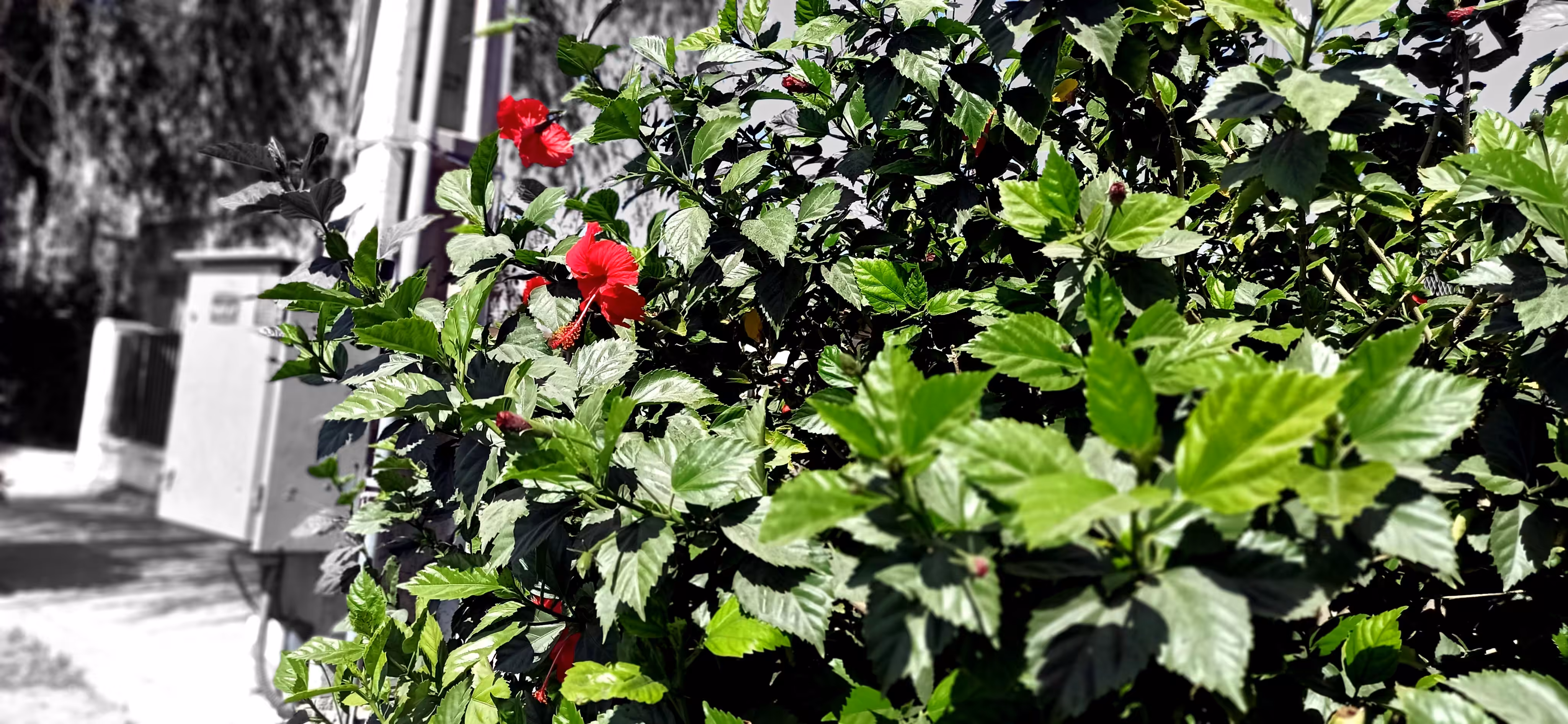 Flower