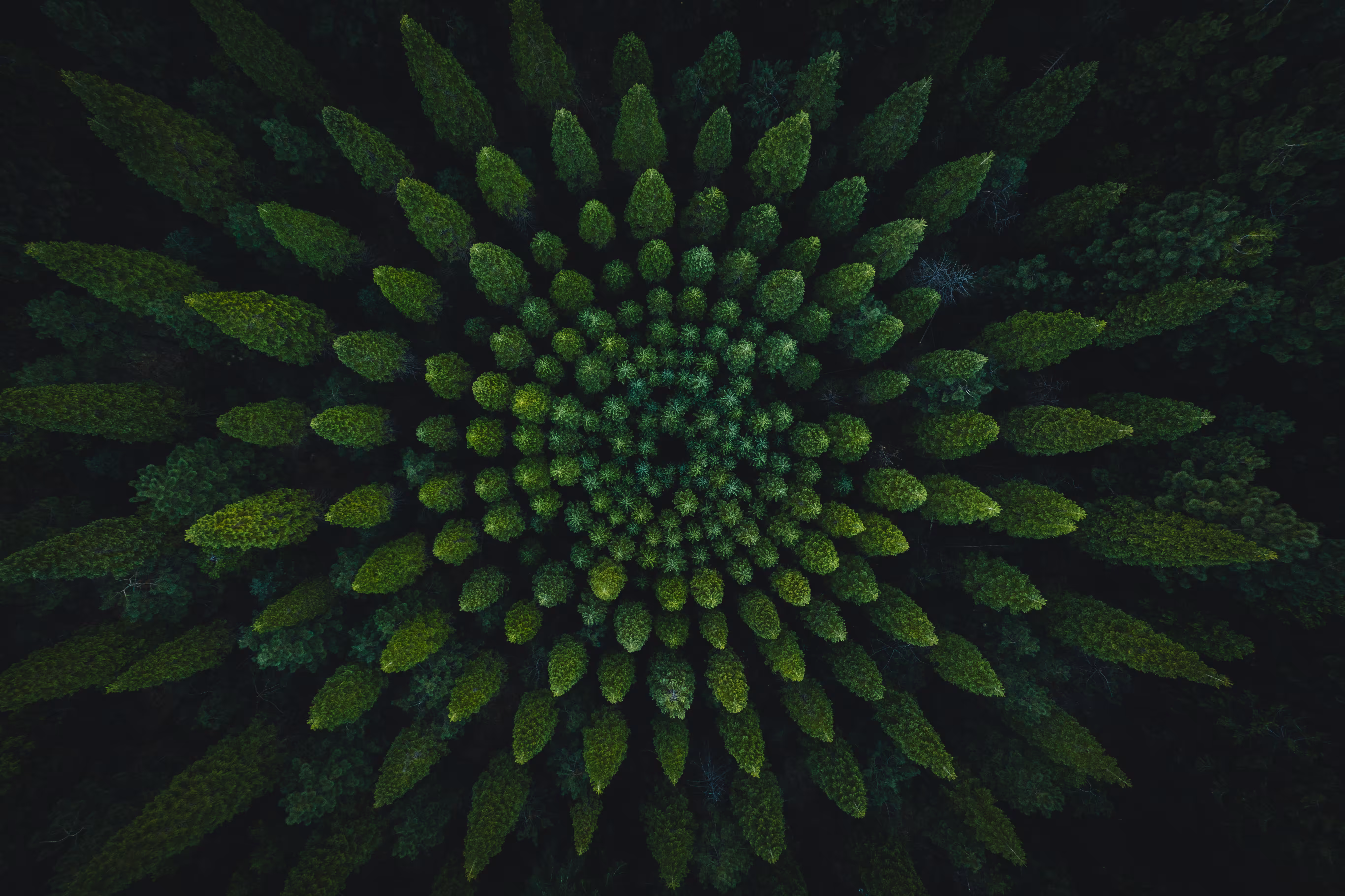 Forest Circles 