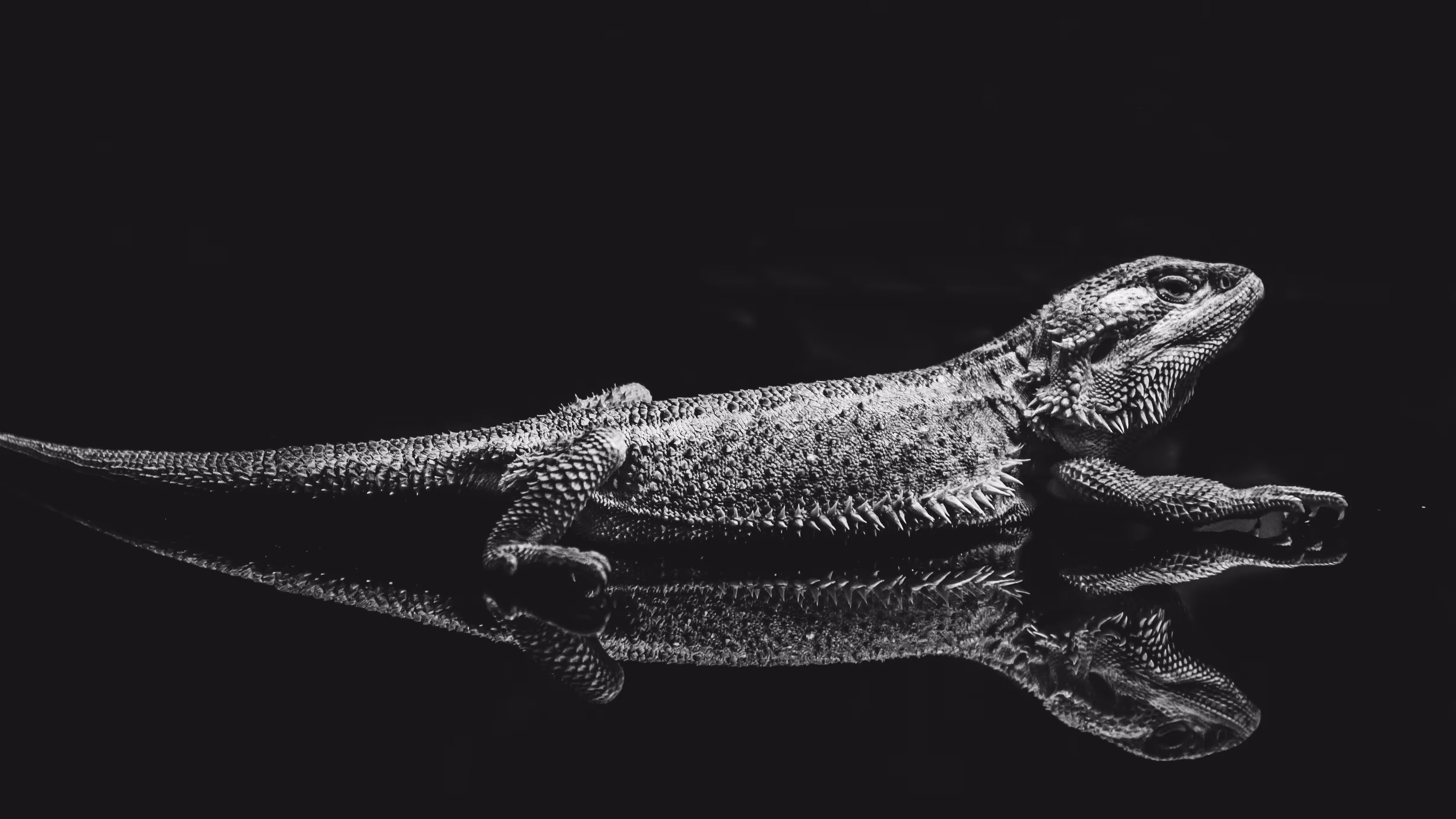 Bearded Dragon