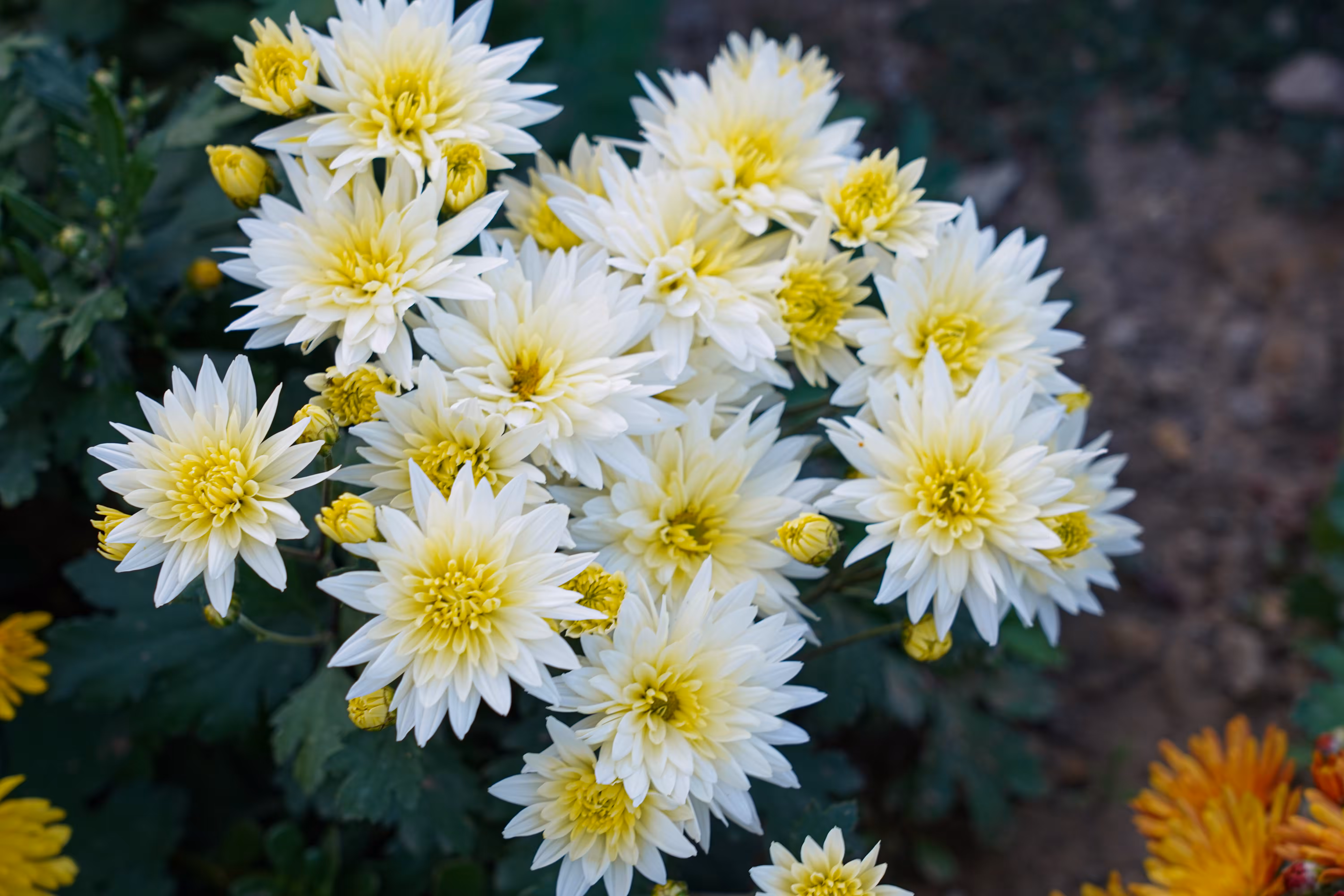 flowers: Dawn of Silence
