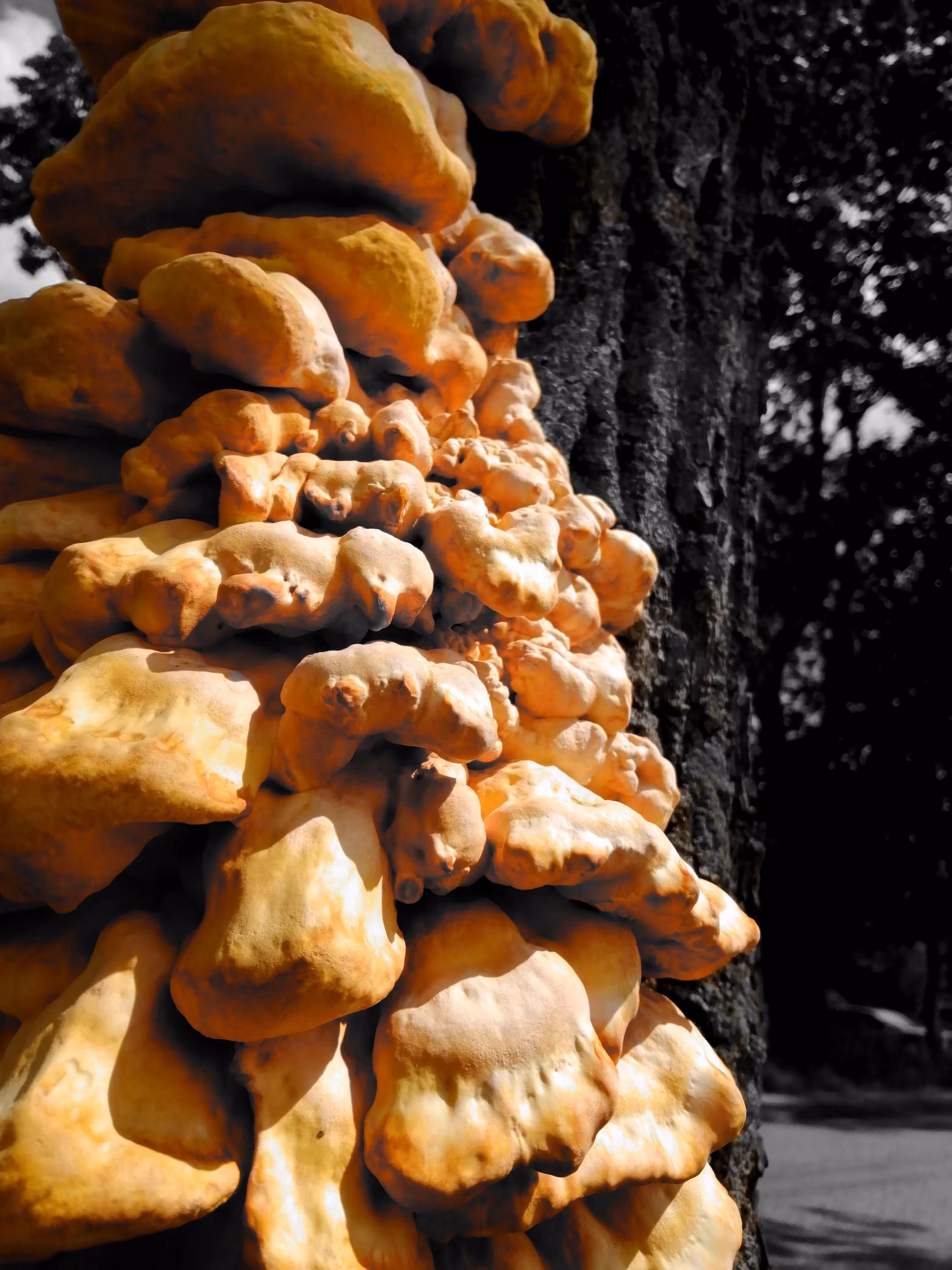 Chicken of the Woods