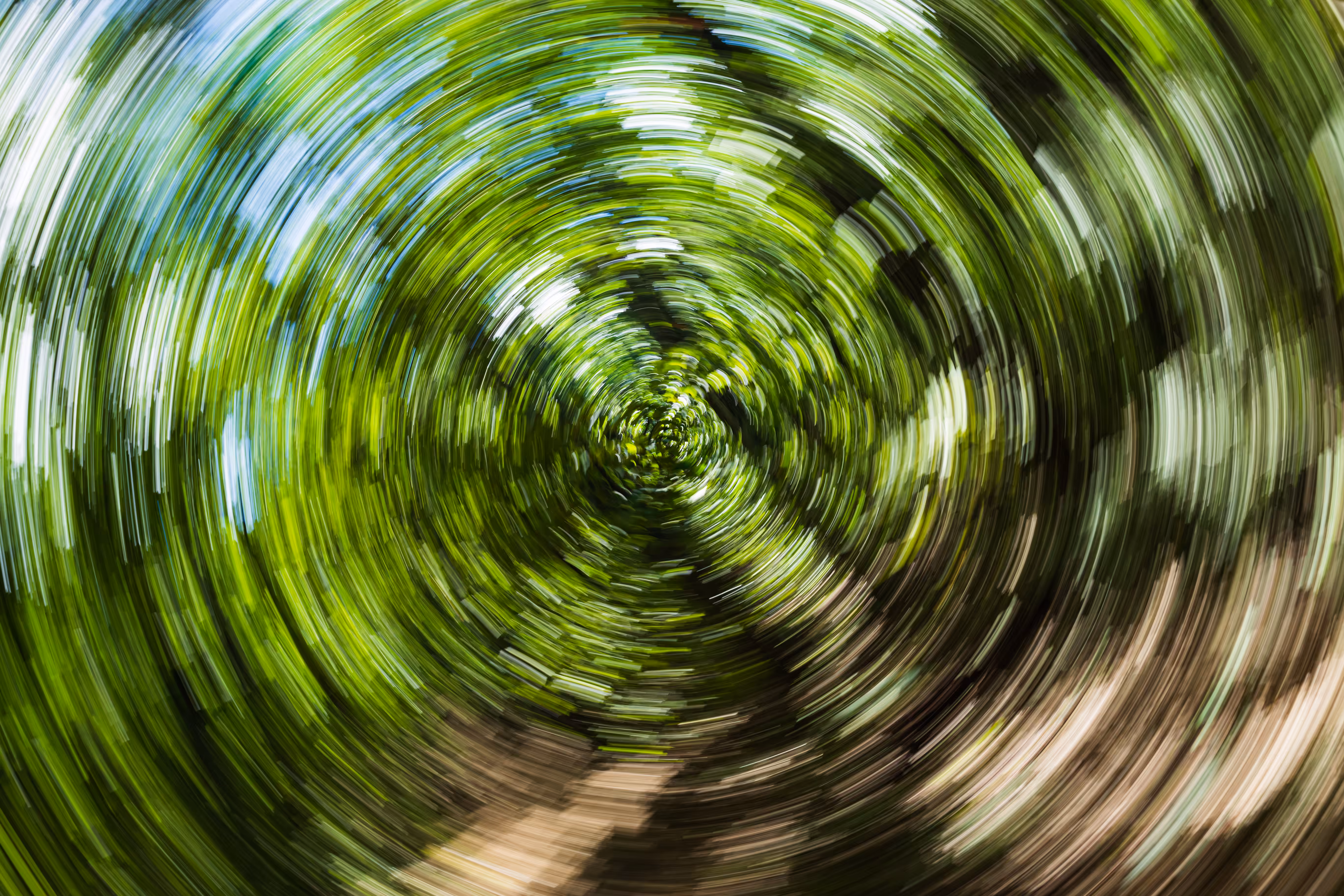 Tree Rings #31 - Perfection