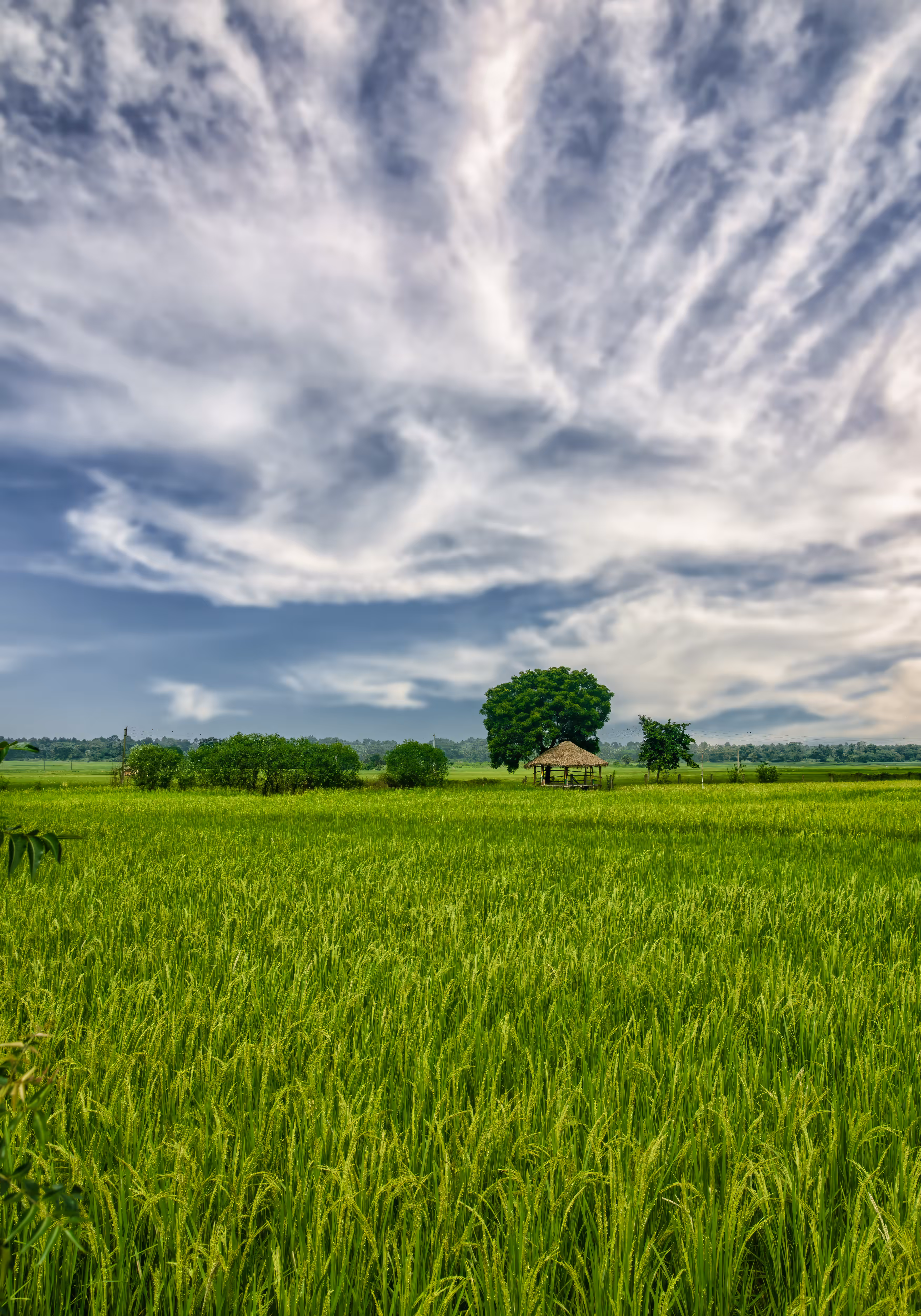 The Happy Valley: Green Fields