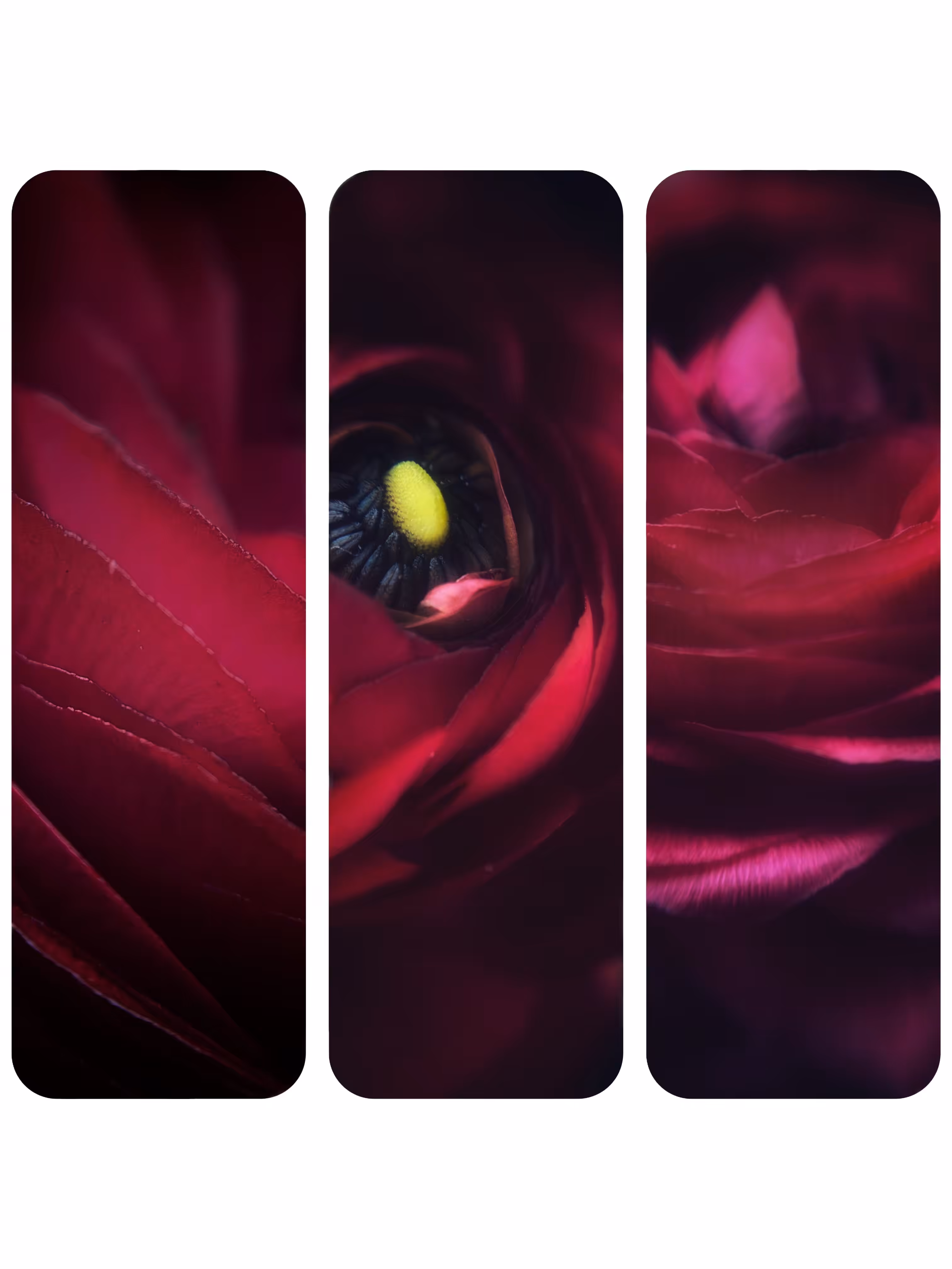 Soft Whispers #1 : Lady in Red ♥️