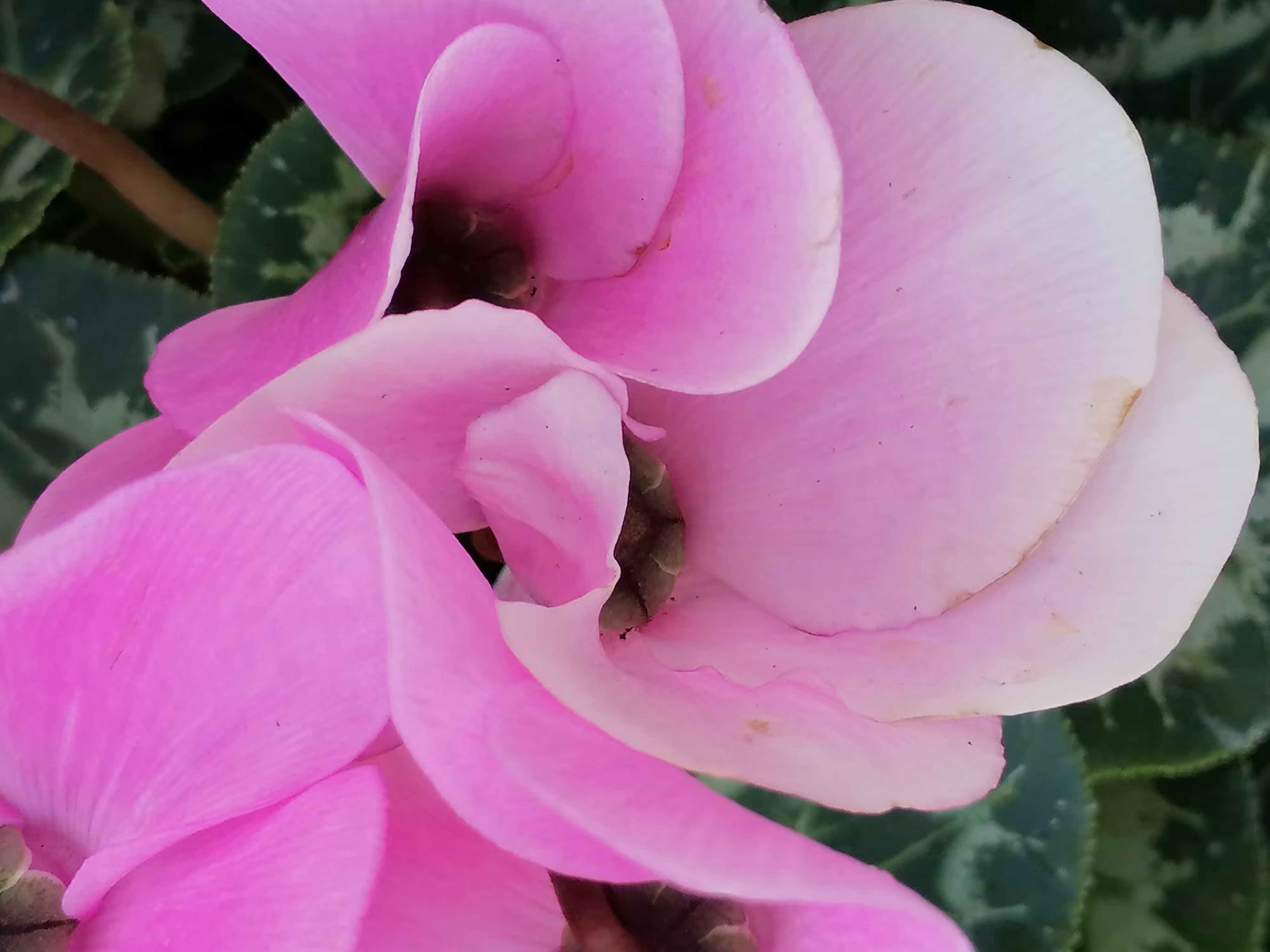 Flowers in movement 