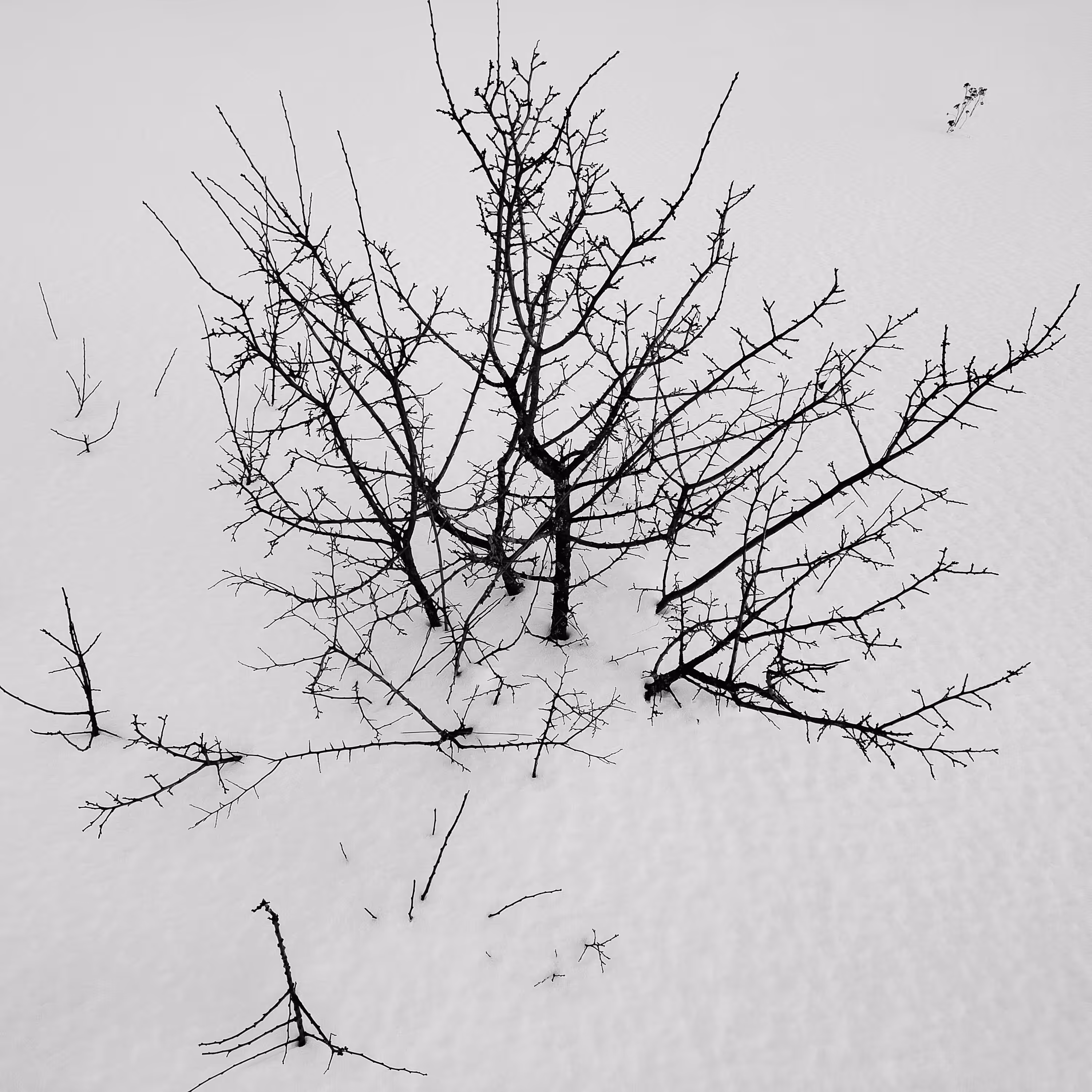 Photos: Bush