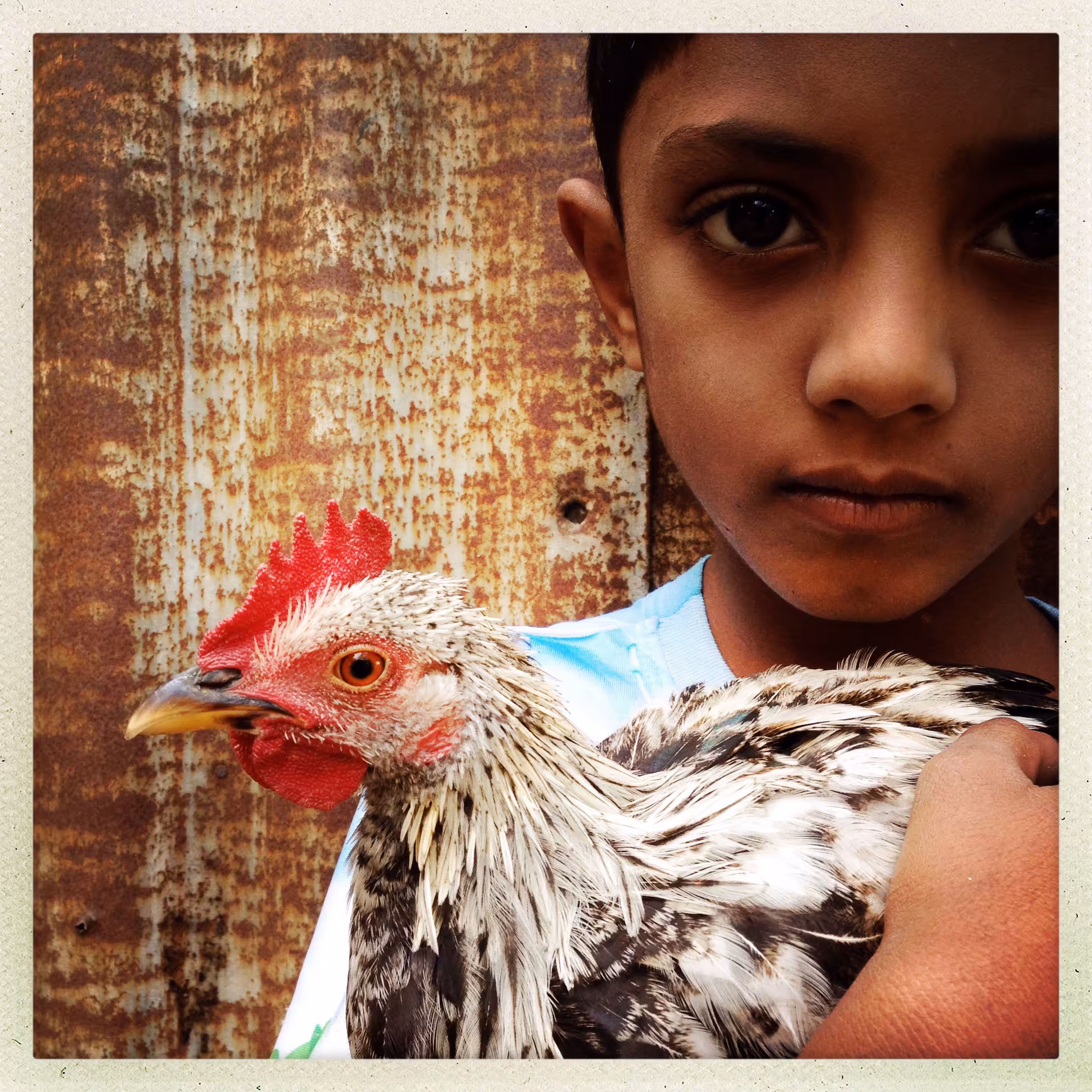rooster boy