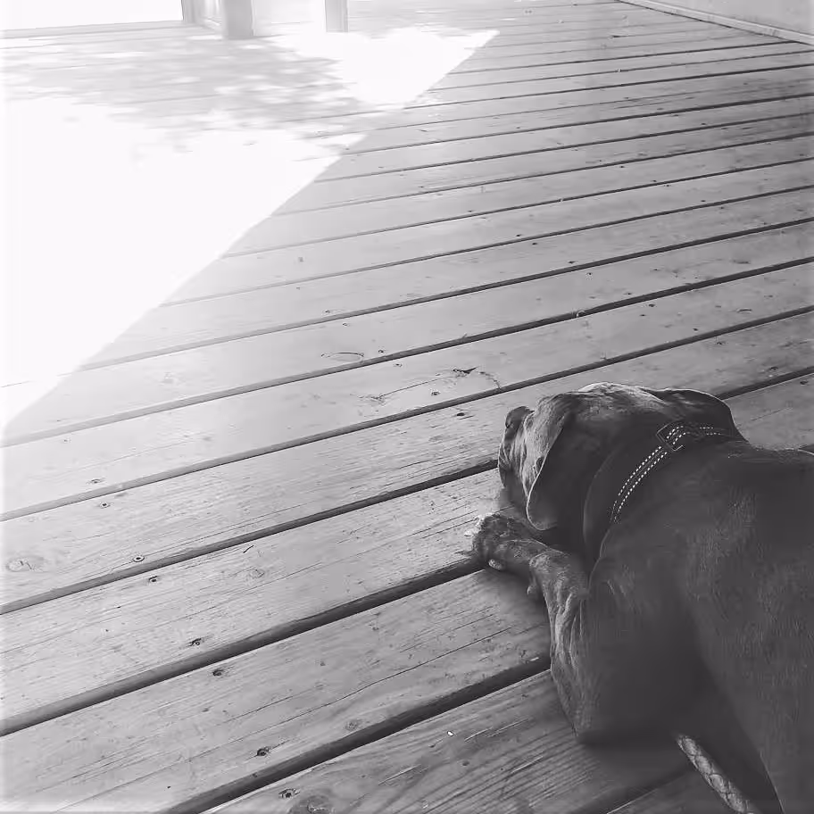 Porch Dog