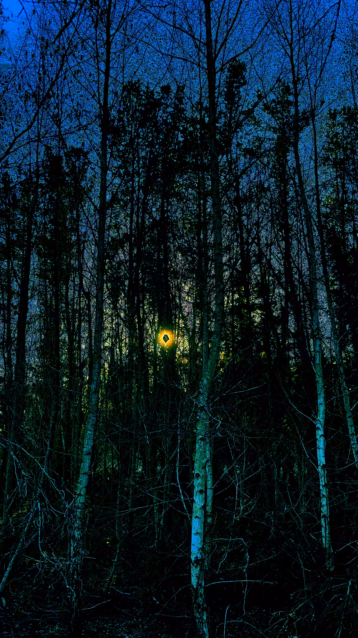 The forest 