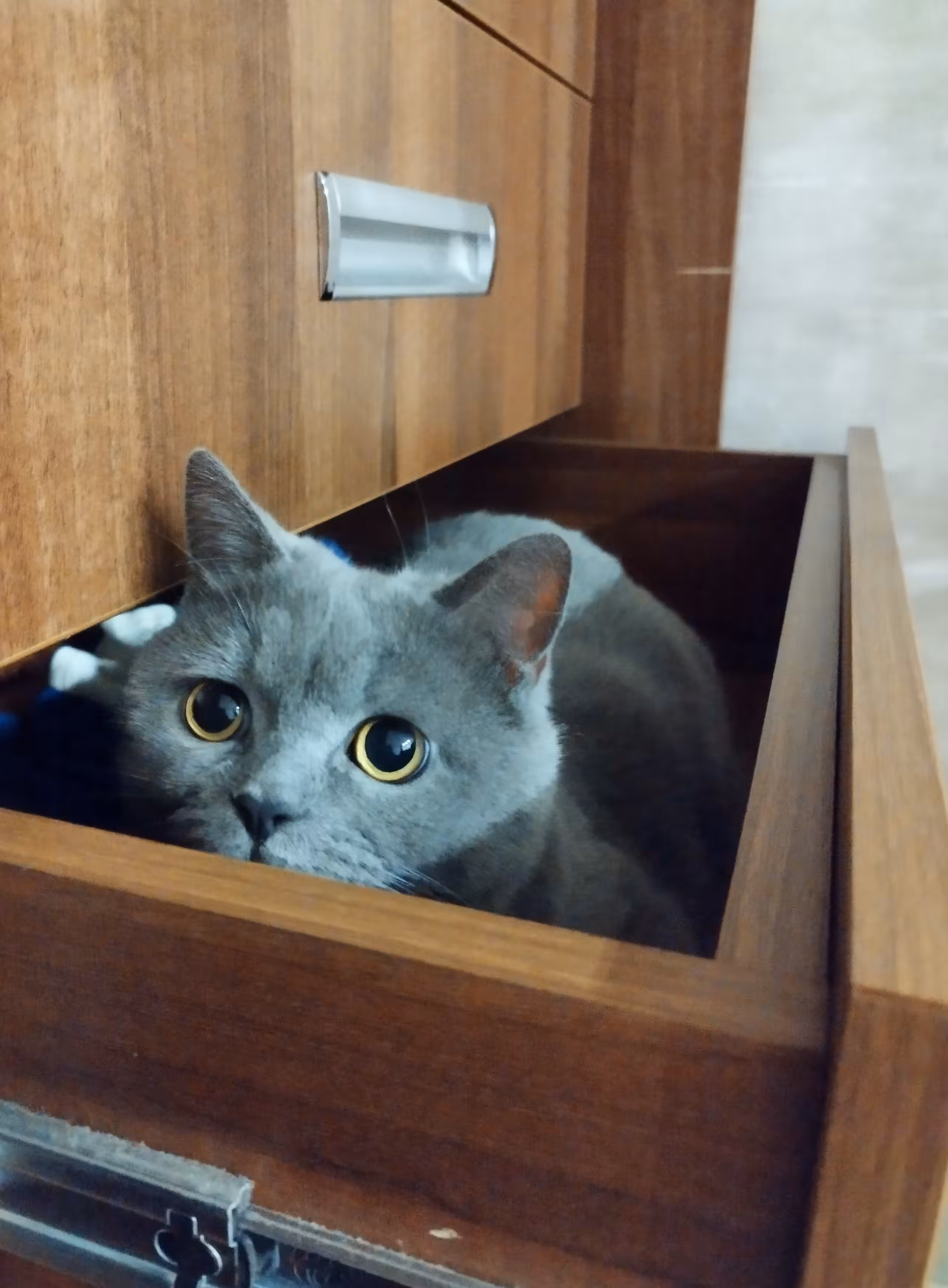 Closet for a cat! Got it?!