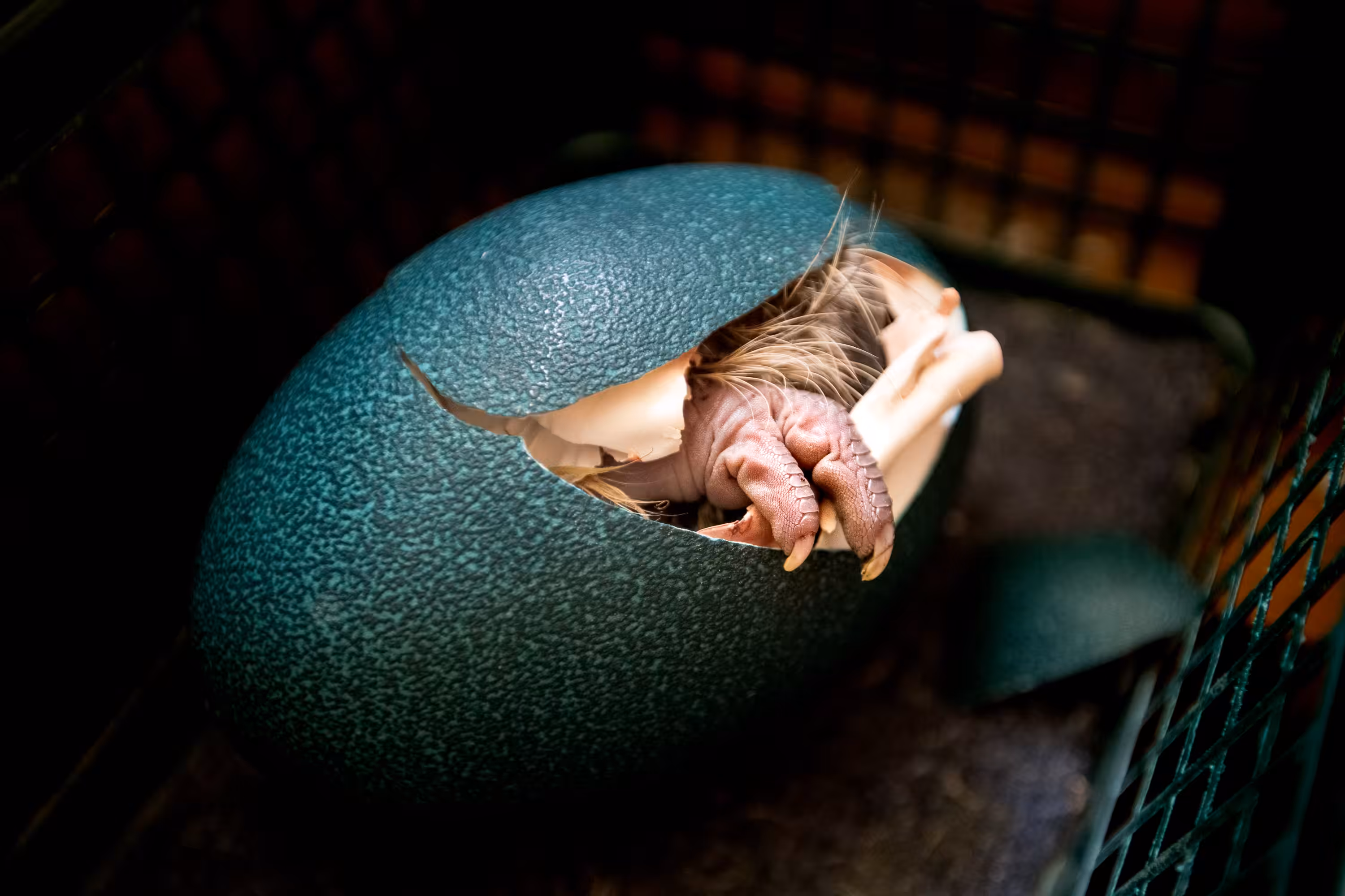 The Hatchling