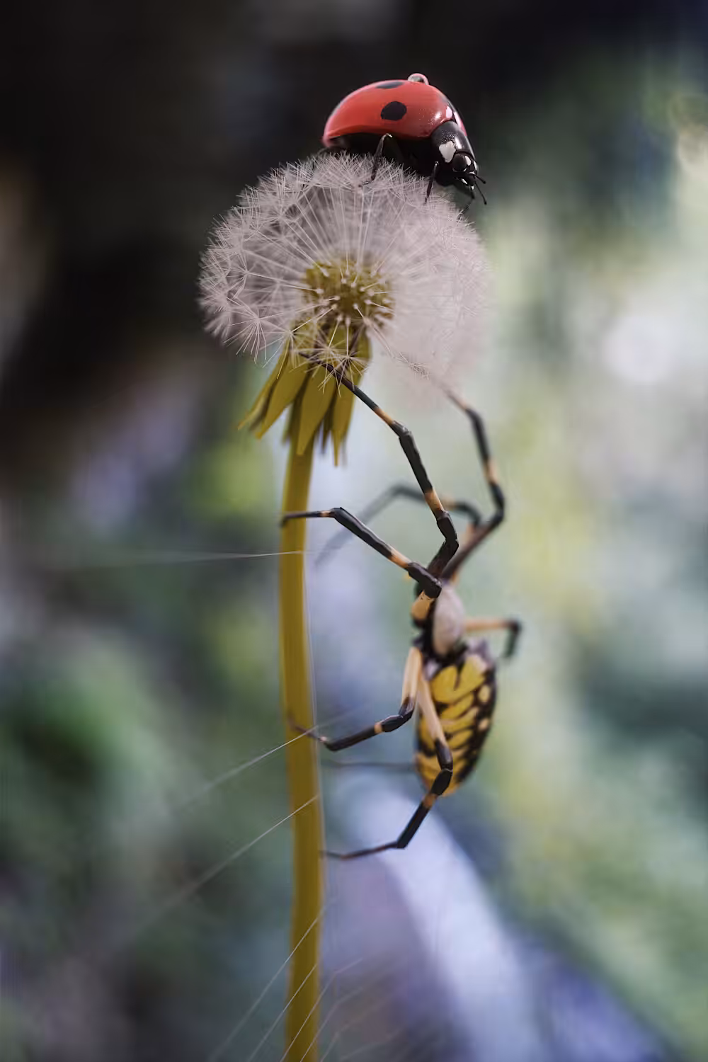 Bugs
