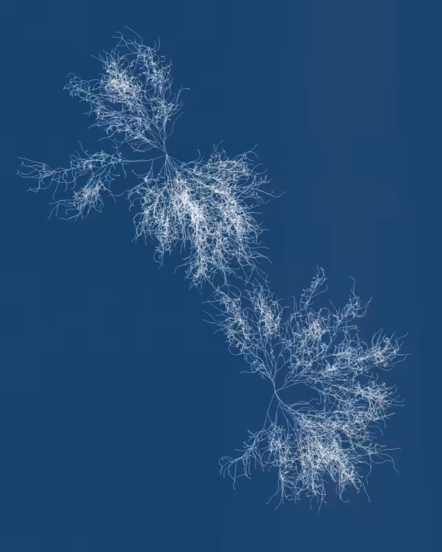 Cyanotypes #19