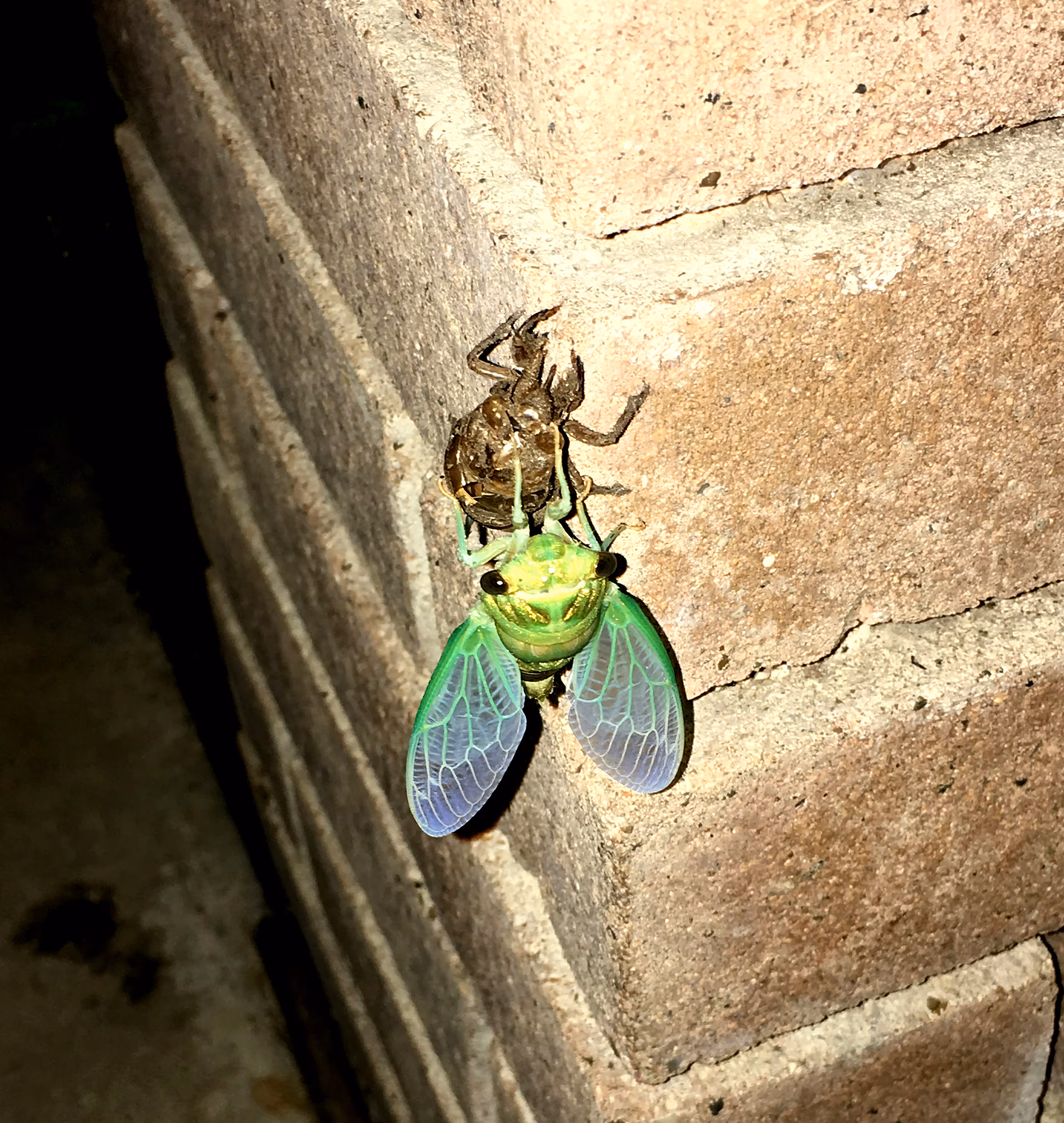 Minty Fresh Cicada