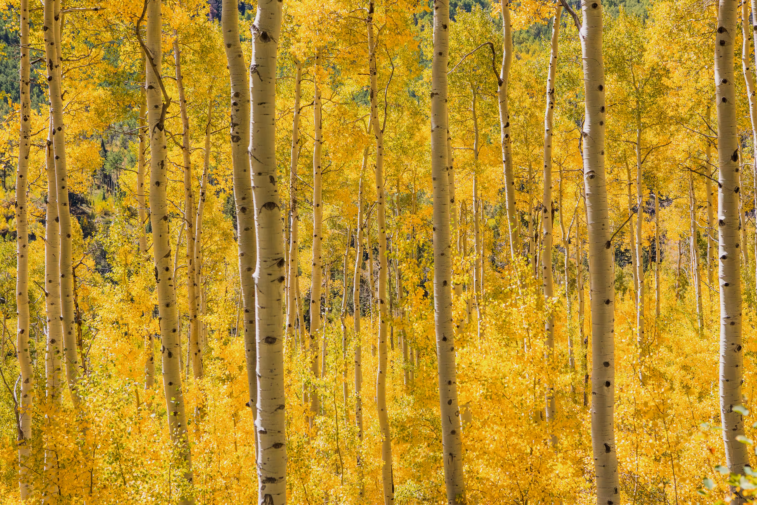 Aspen