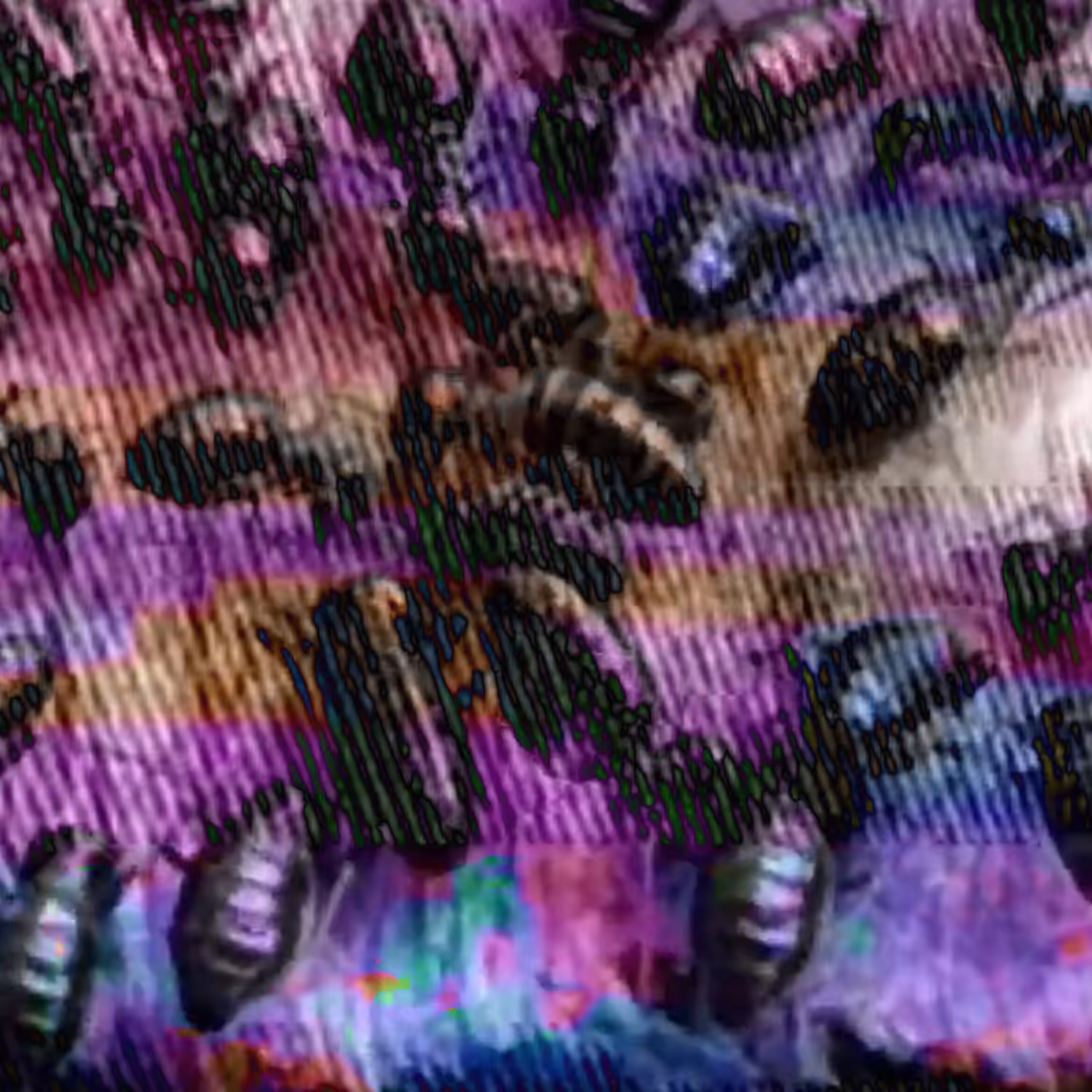 ANT-colony