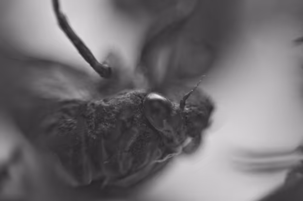 Cicada 8347 #1