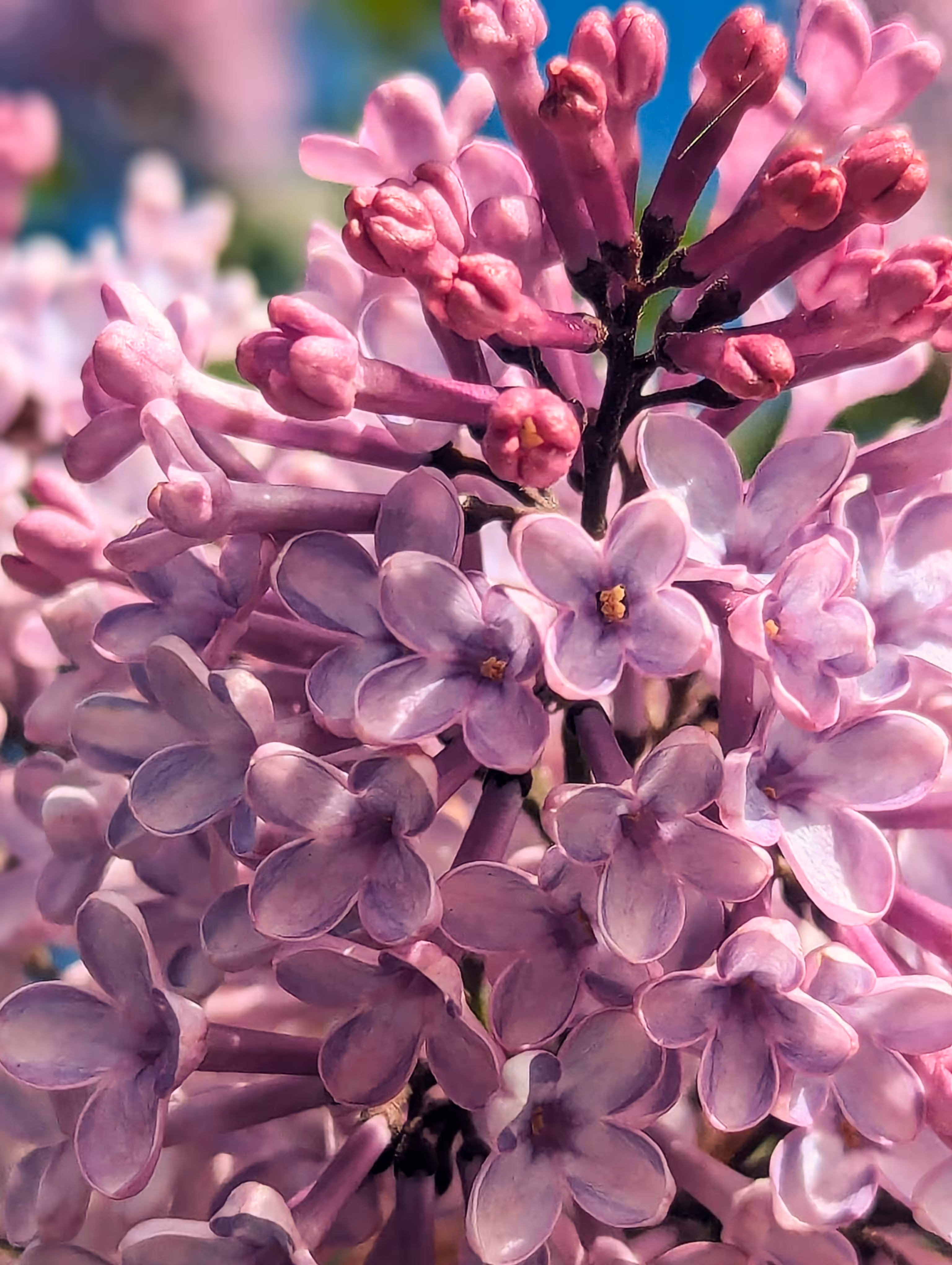 Luscious Lilac