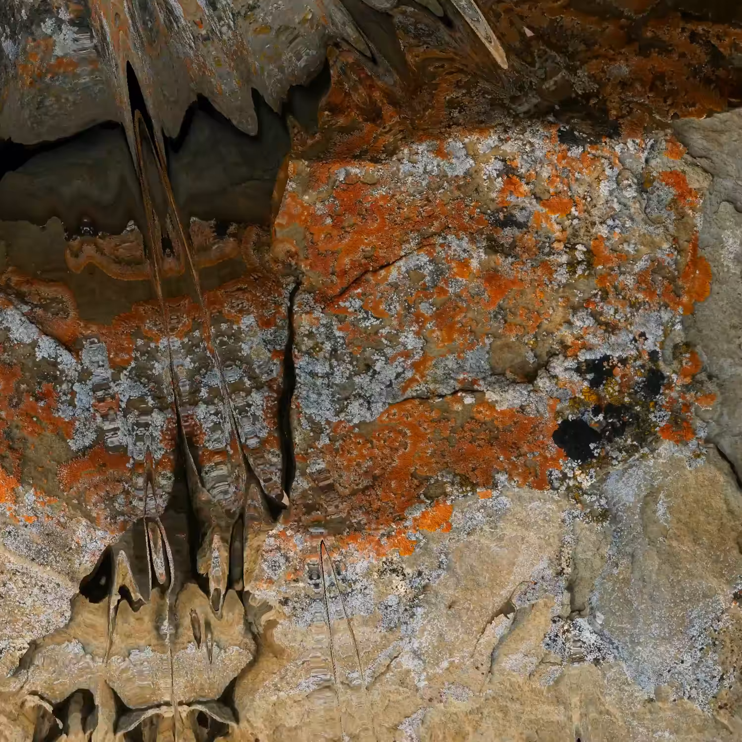 Textilographic Rock and Lichen, Yellowstone, #8